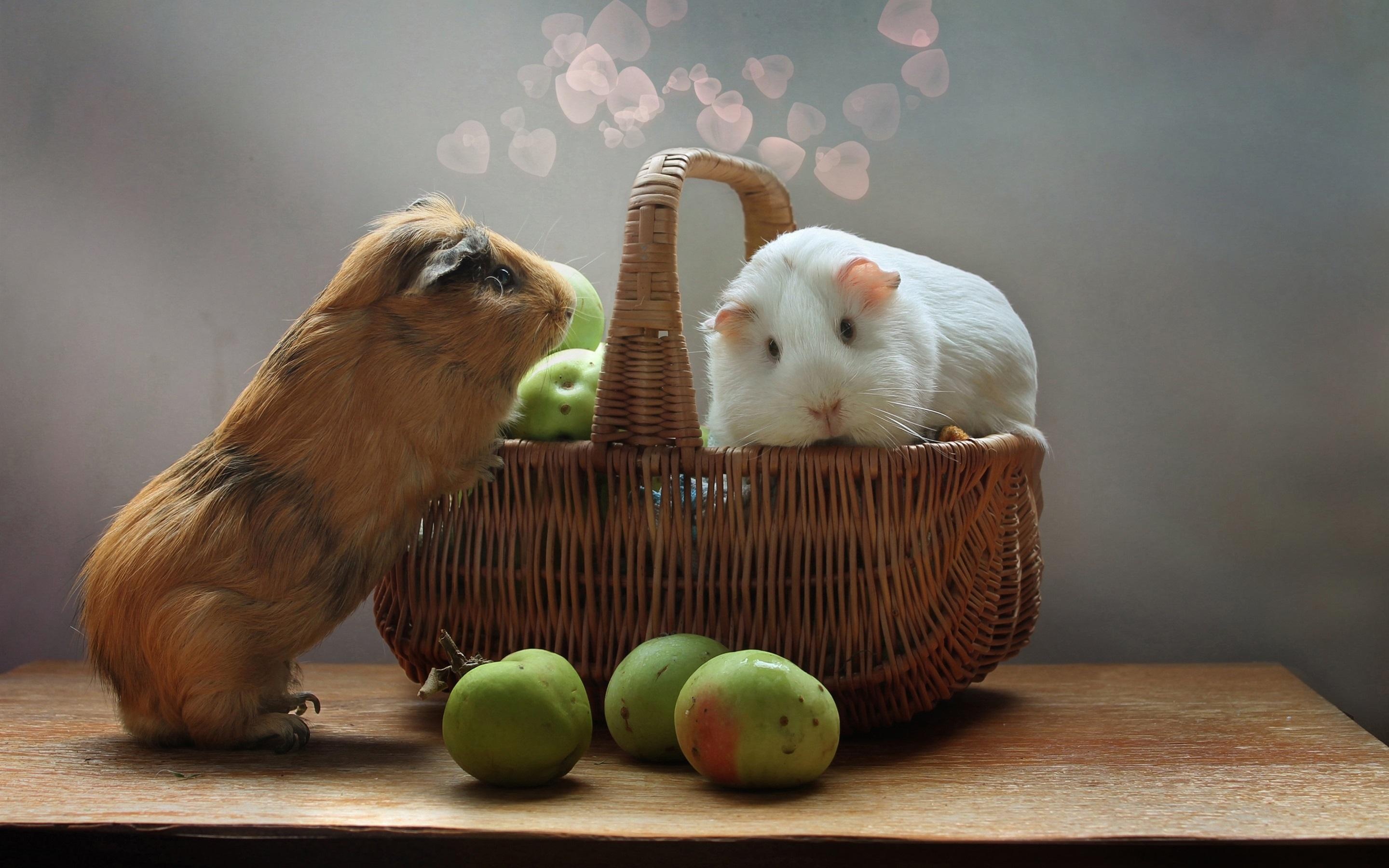Cute Guinea Pigs Wallpapers 2880x1800