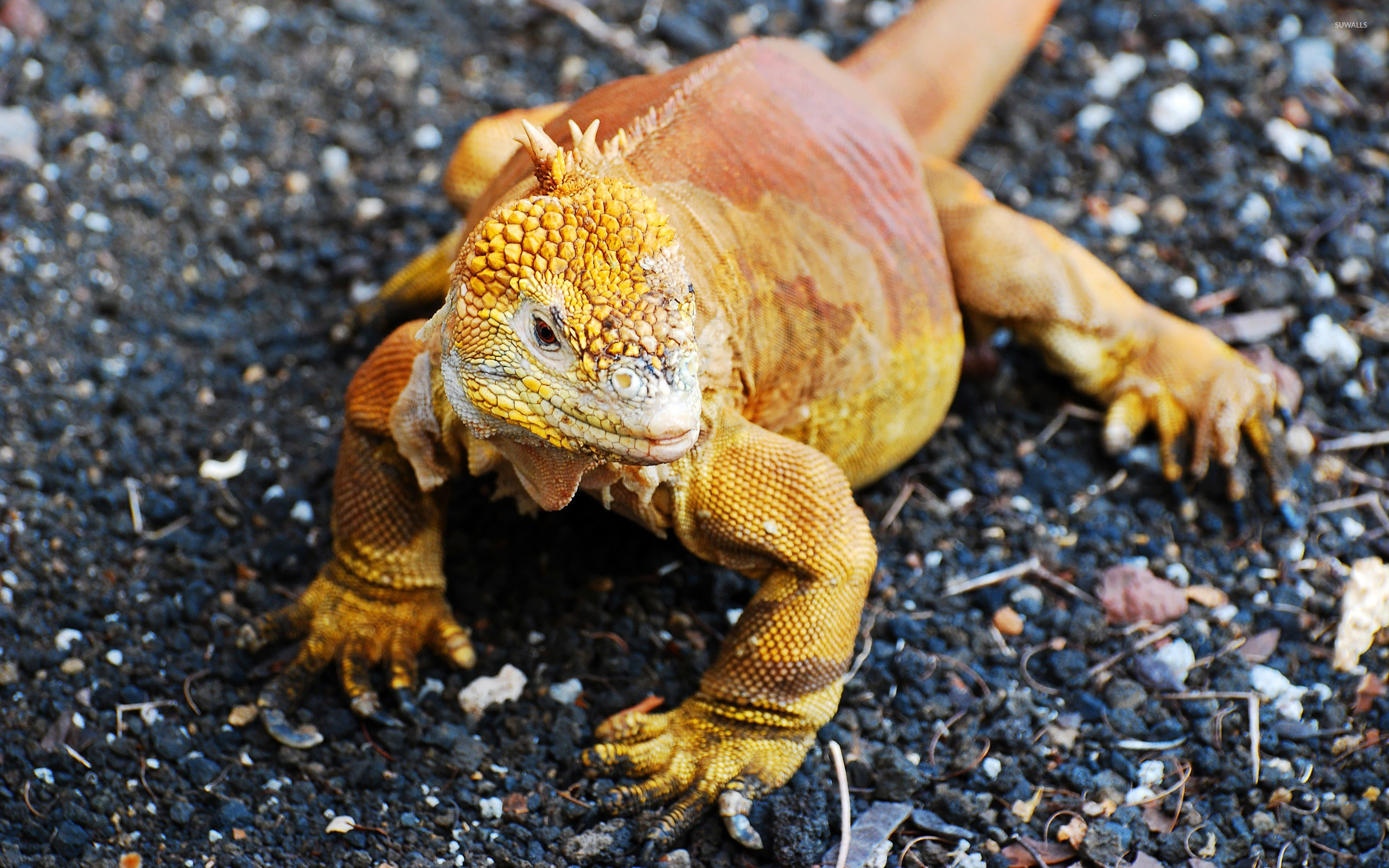 Galapagos Land iguana, Animal wallpapers, 2560x1600 HD Desktop