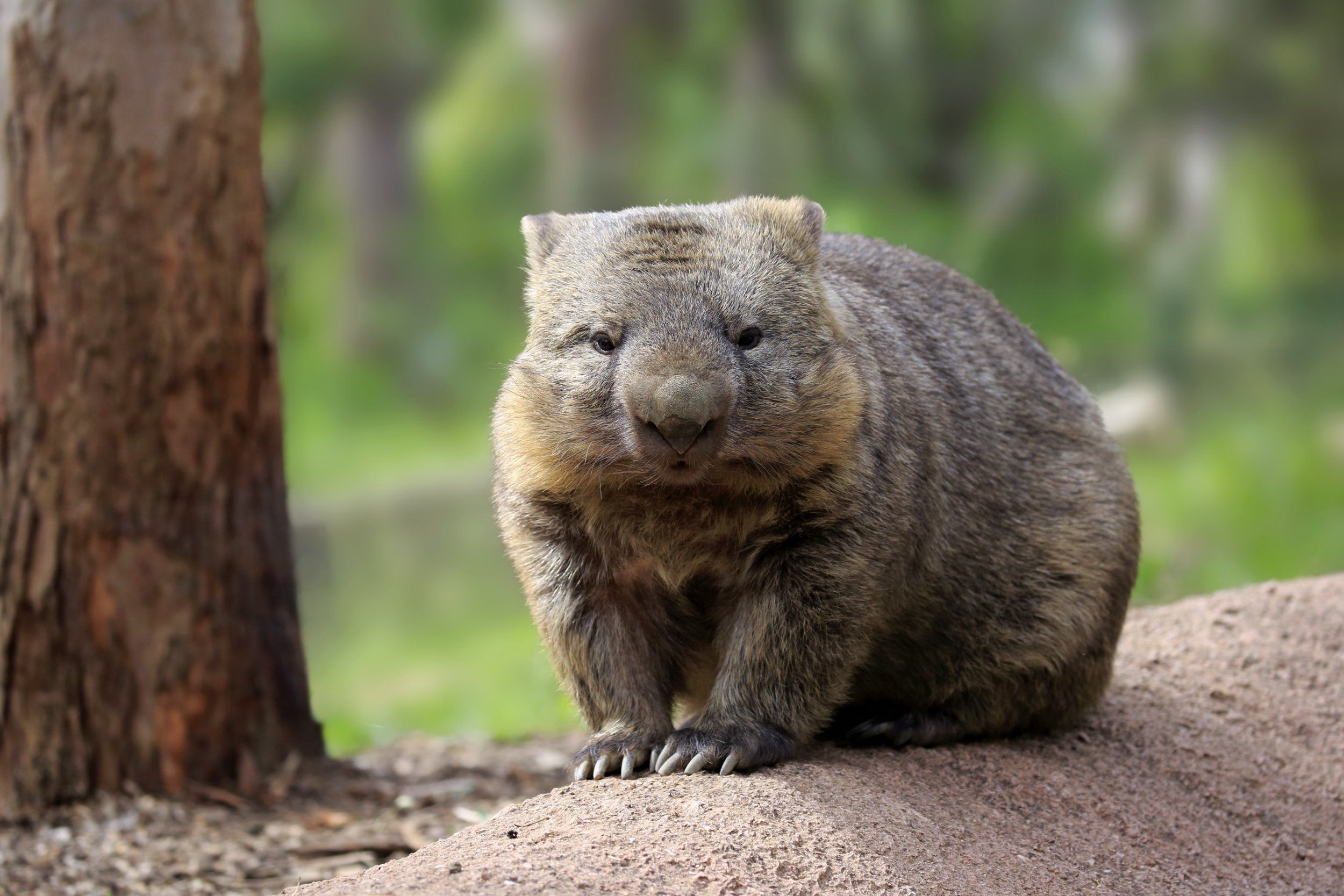 Australian animals, Cute animal ideas, Wombat inspiration, 2500x1670 HD Desktop