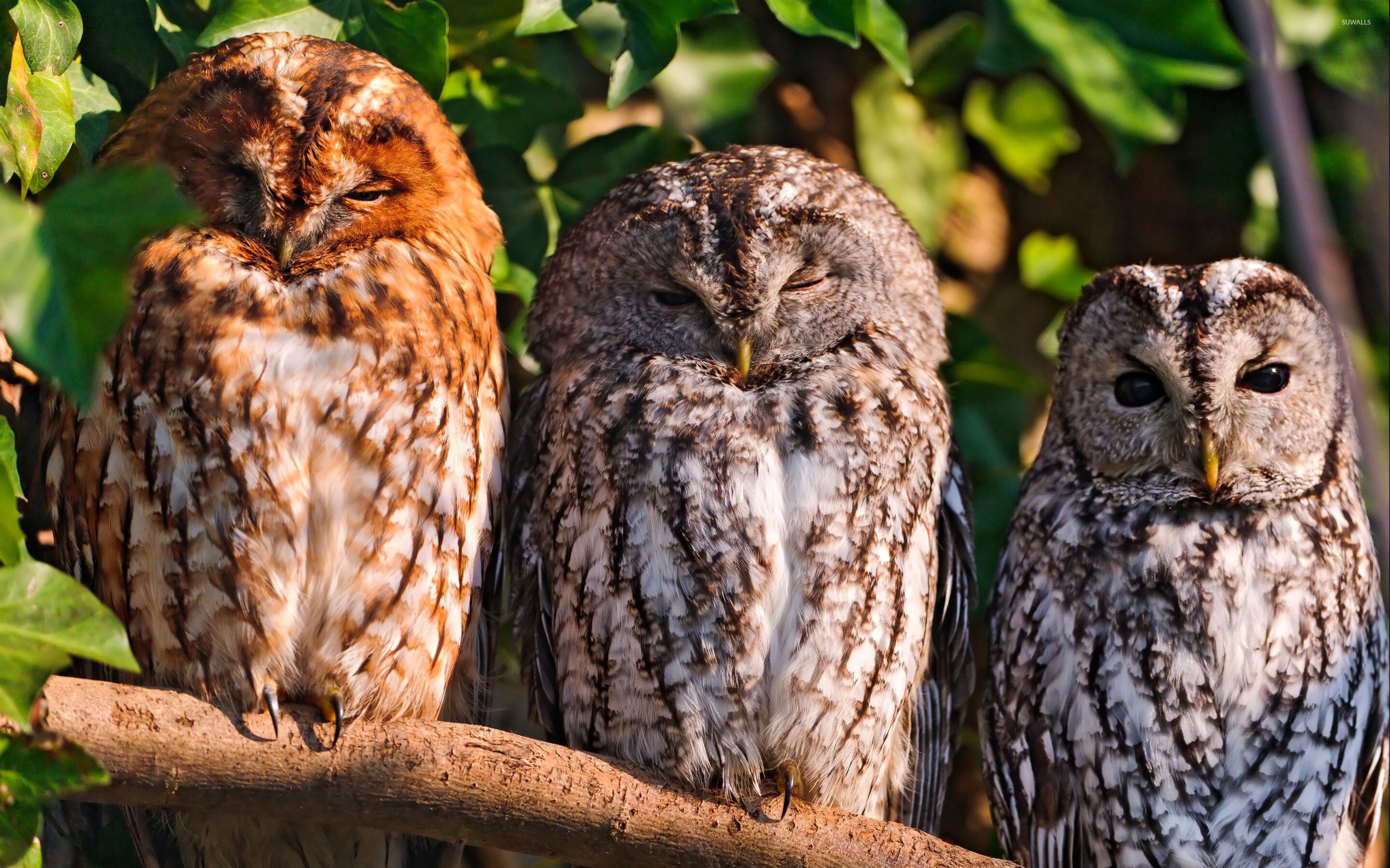 Owl: Different species of owls produce different sounds. 2880x1800 HD Wallpaper.
