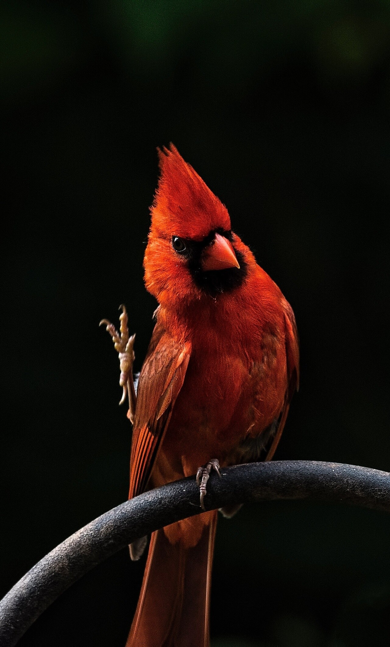Bird: The northern cardinal, Has a distinctive crest on the head and a mask on the face. 1280x2120 HD Wallpaper.