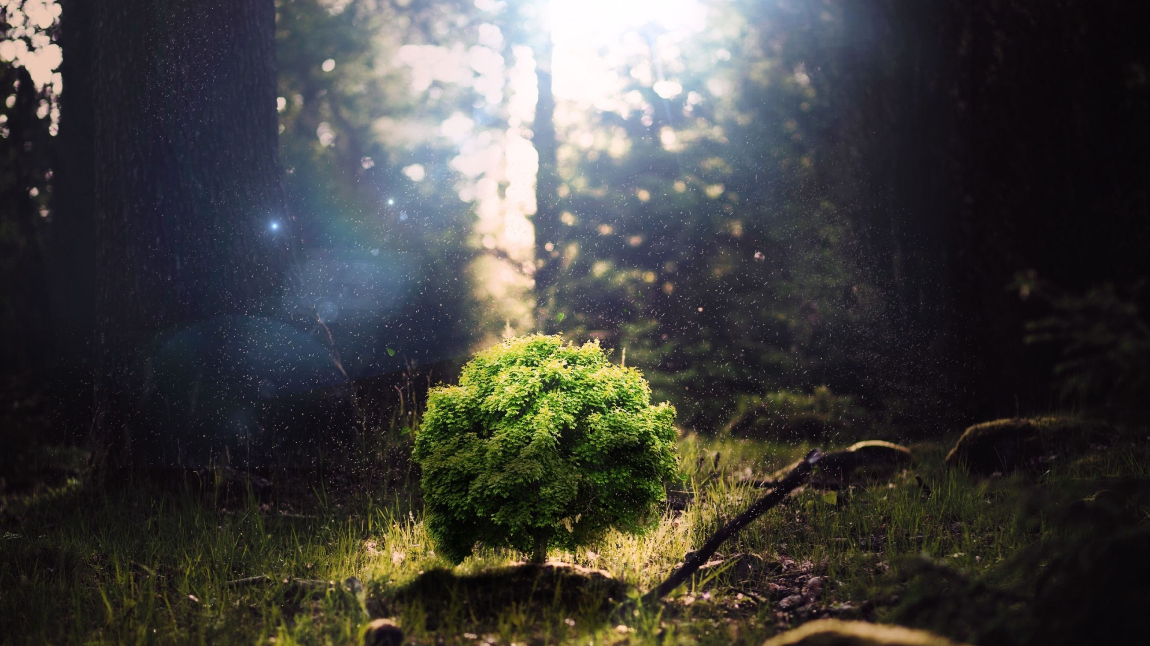 Sunlight Little Tree, Photoshop, Forest, Grass, 3840x2160 4K Desktop