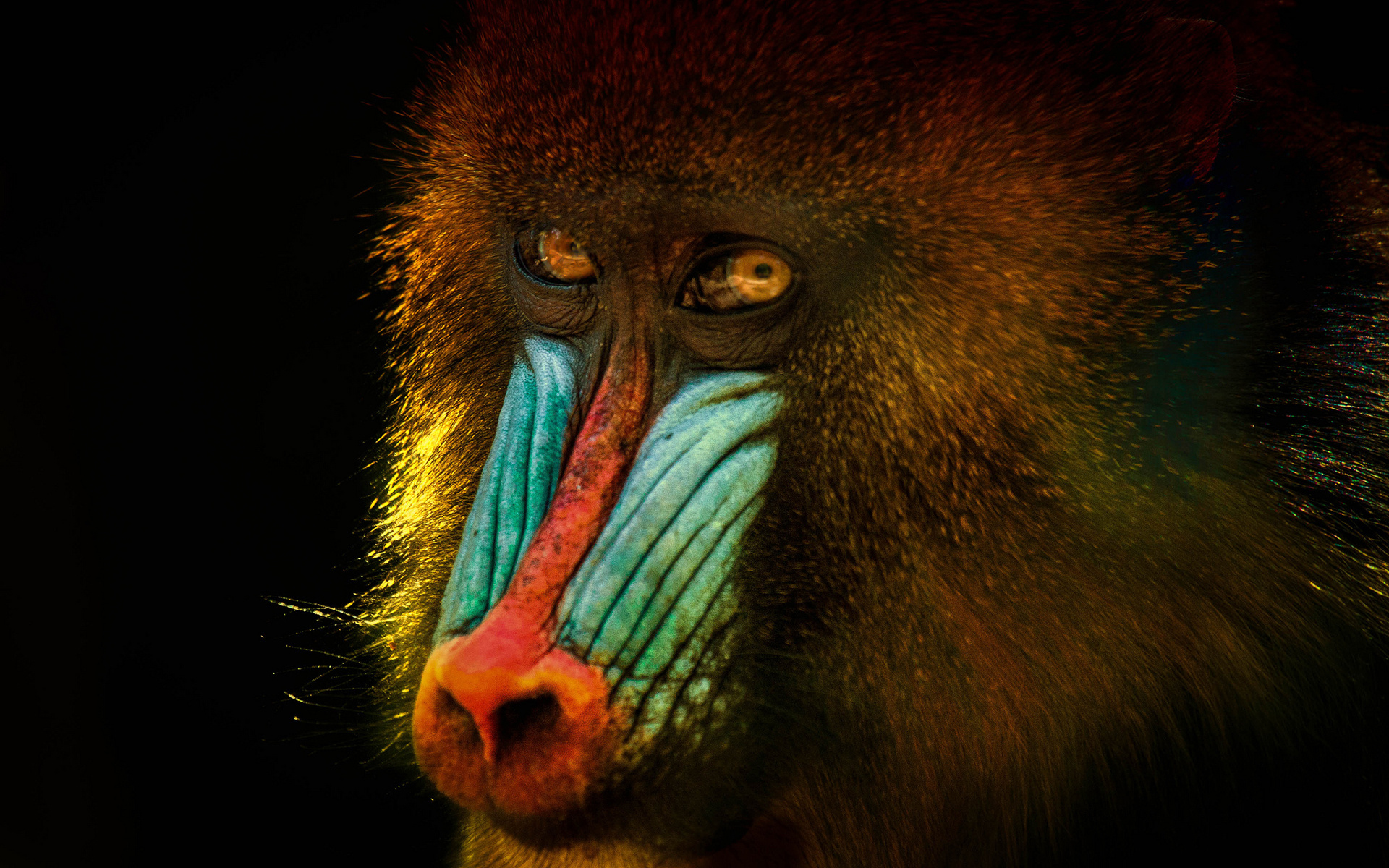 Mandrill face close-up, Monkey kingdom charm, HD wildlife wallpaper, Desktop backgrounds, 1920x1200 HD Desktop