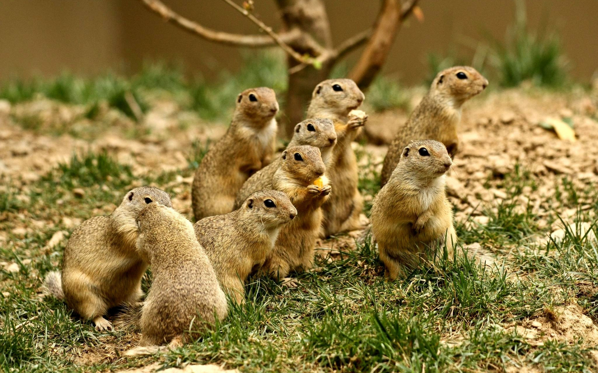 Prairie Dog Wallpapers, High quality images, 1920x1200 HD Desktop