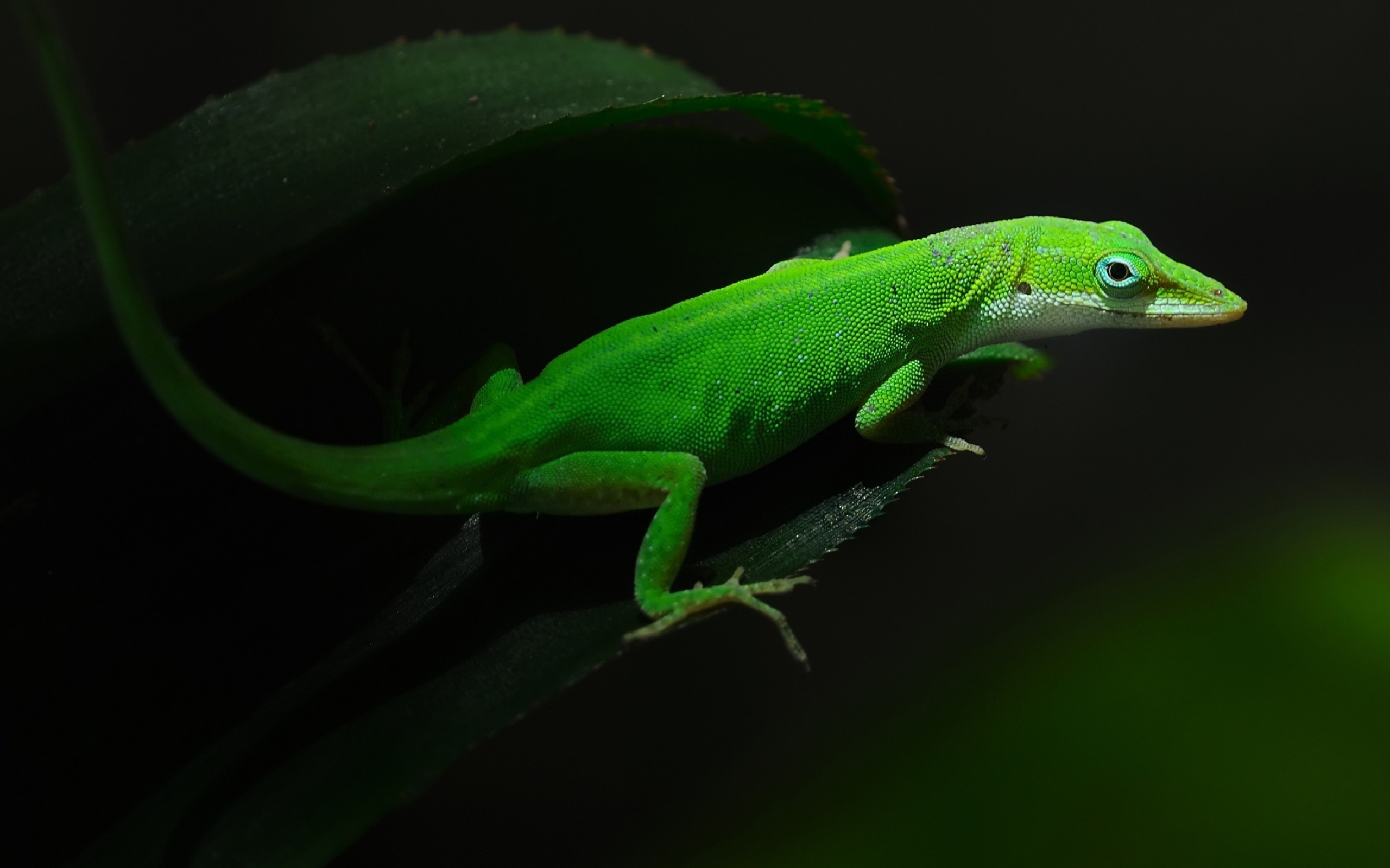 Gecko: A type of lizard, Terrestrial animal. 2560x1600 HD Wallpaper.