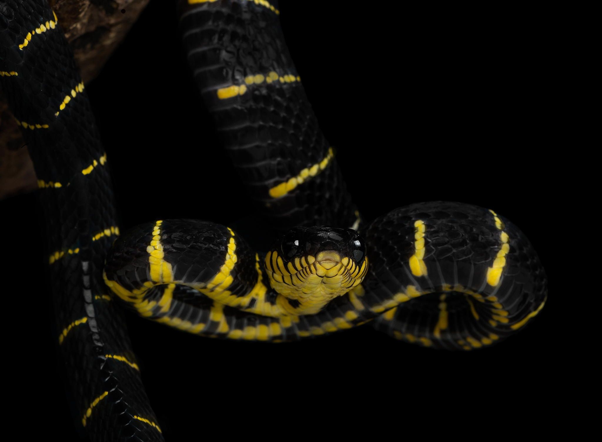 Boiga, Mangrove snake, Coastal reptile, Biodiverse habitat, 2050x1510 HD Desktop