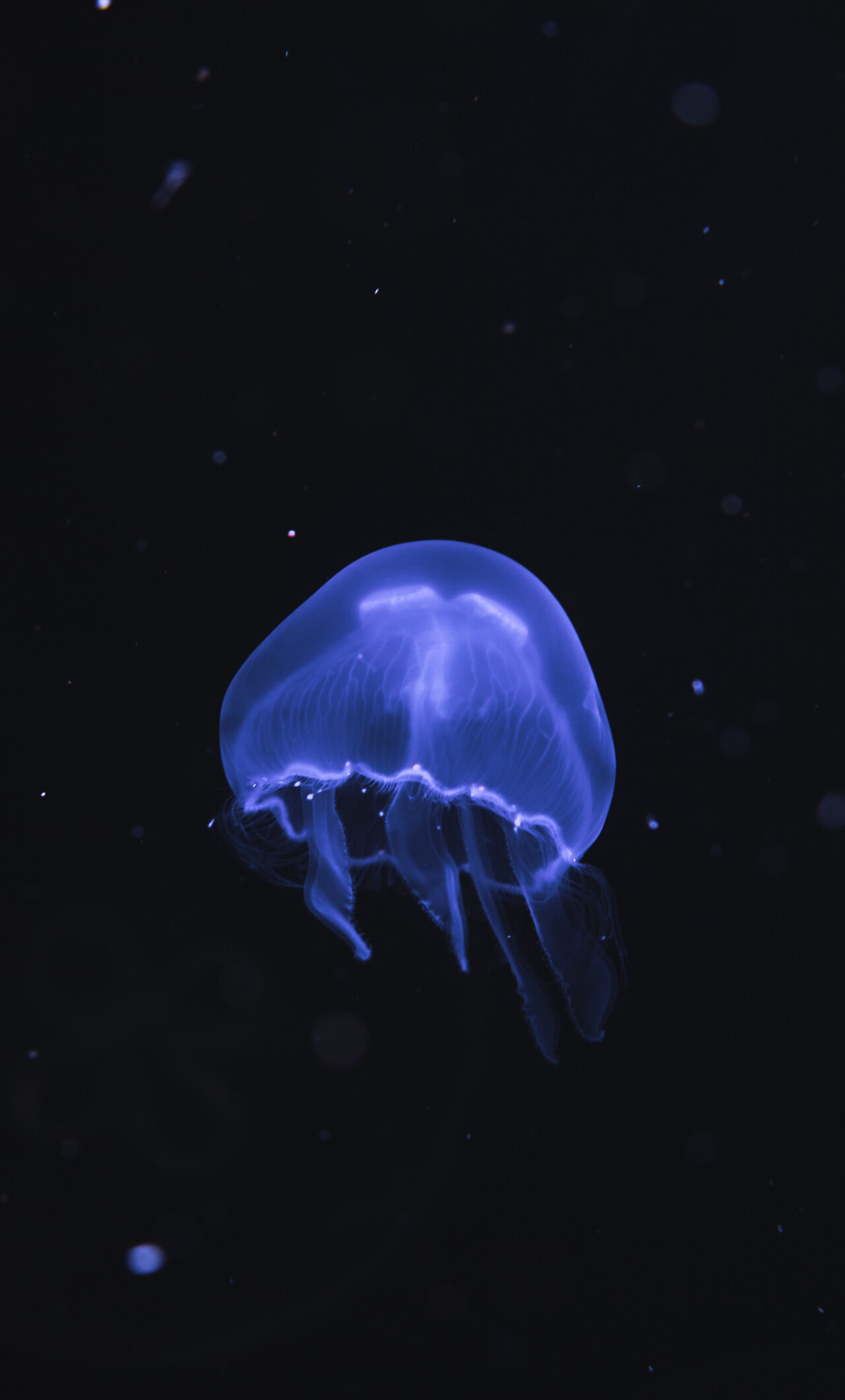 Glowing Jellyfish: Free-swimming marine animal, Round, glowing bell and short tentacles. 1280x2120 HD Background.