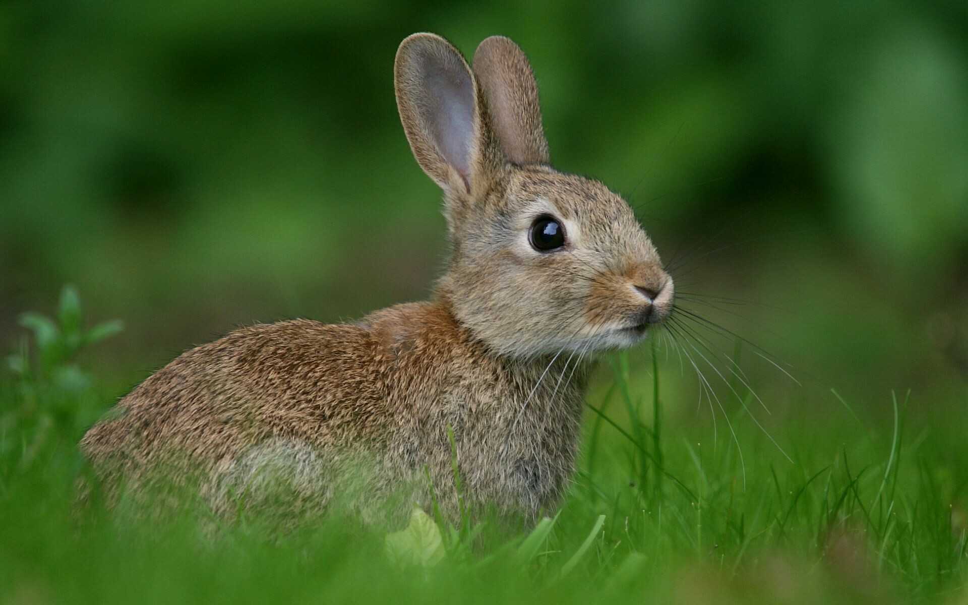 Rabbit: Orytolagus cuniculus, Originated from Spain and South-West France. 1920x1200 HD Background.