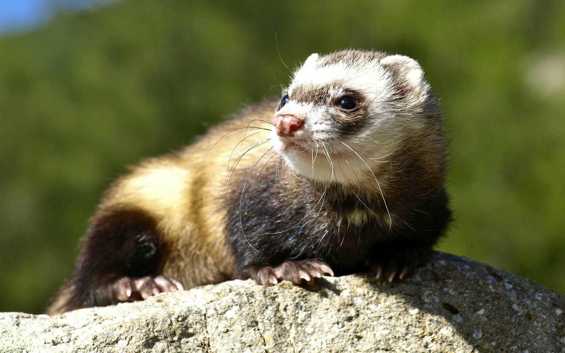 Ferret: Mustelids, Have a long and slender body shape. 1920x1200 HD Background.