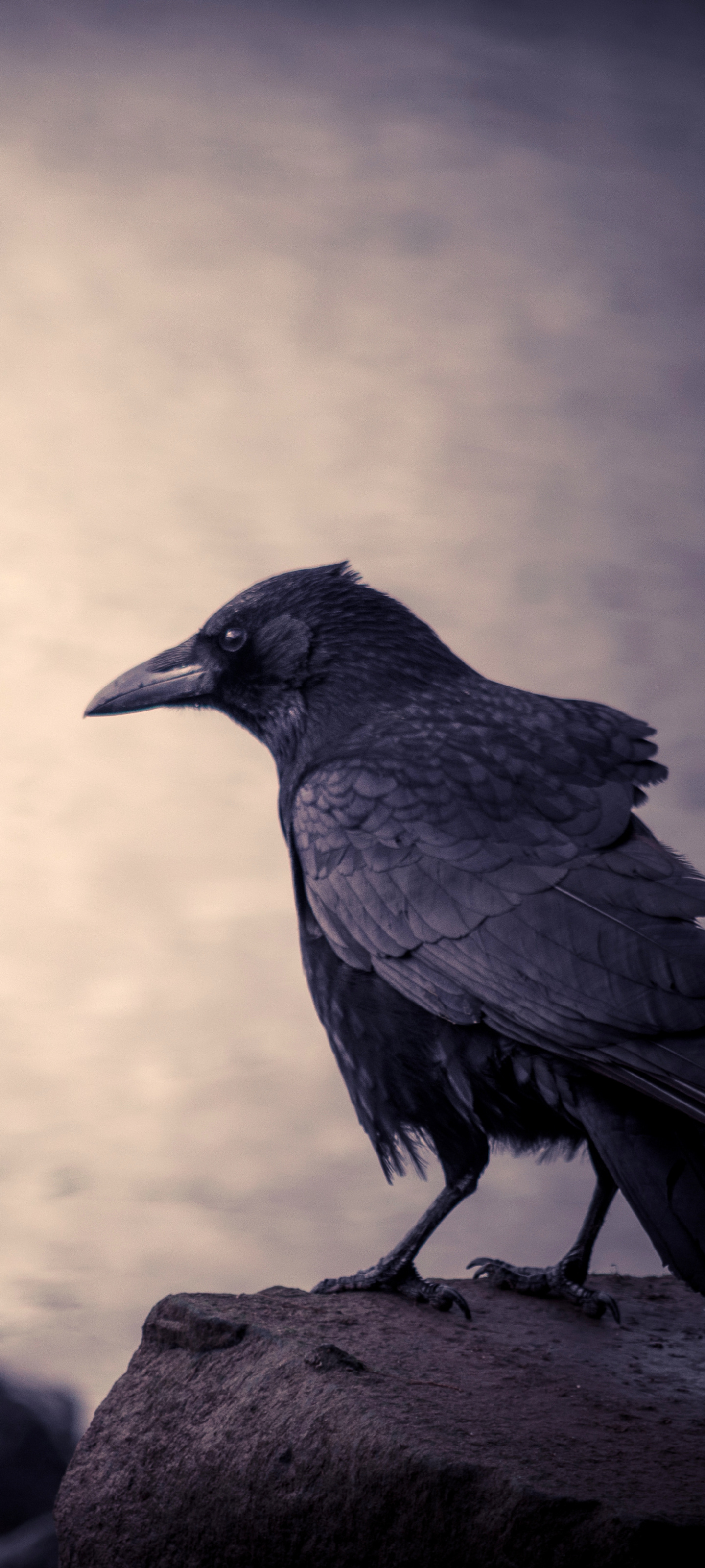 Crow in nature, Avian beauty, Graceful creature, Birds, 1440x3200 HD Phone