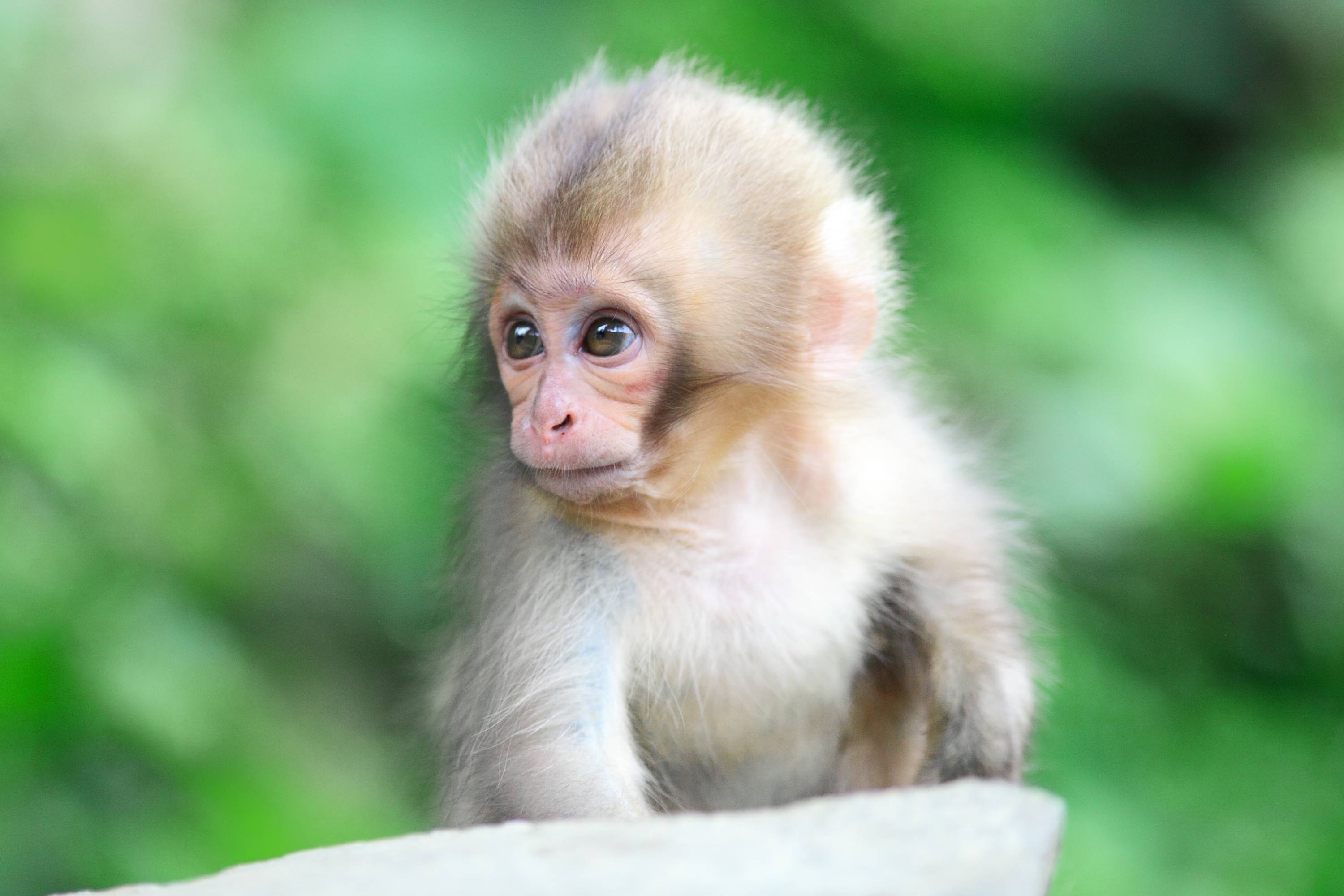 Monkey, baby monkey, cute wallpapers, adorable animal, 3000x2000 HD Desktop