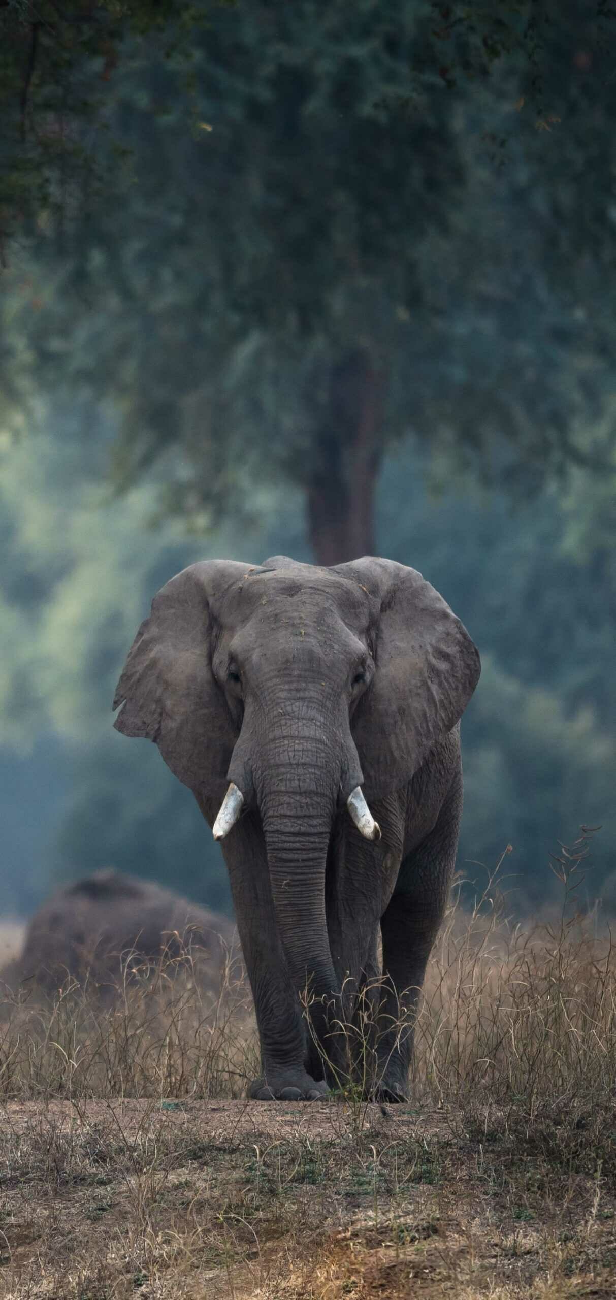 Elephant: A highly recognizable animal, Featured in art, folklore, religion, literature, and popular culture. 1220x2560 HD Background.