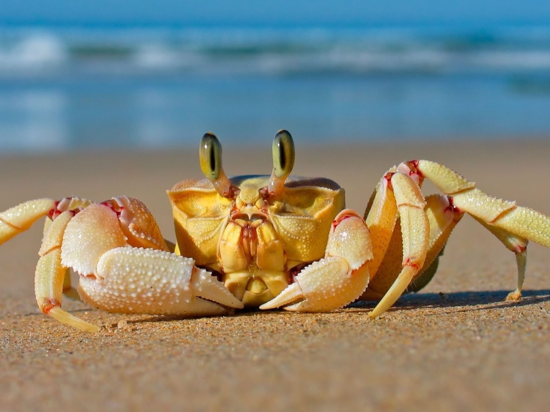 Crab on sandy beach, Wildlife photography, Ultra HD wallpaper, Colorful marine life, 1920x1440 HD Desktop