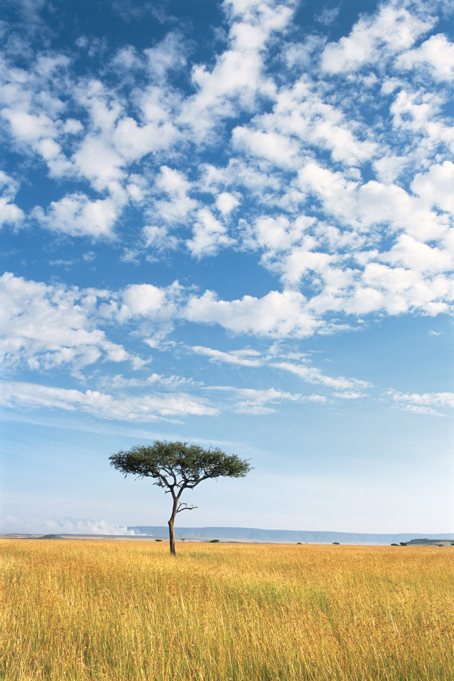 Kenya's acacia trees, Wildlife photography, James Warwick, African beauty, 1500x2250 HD Phone