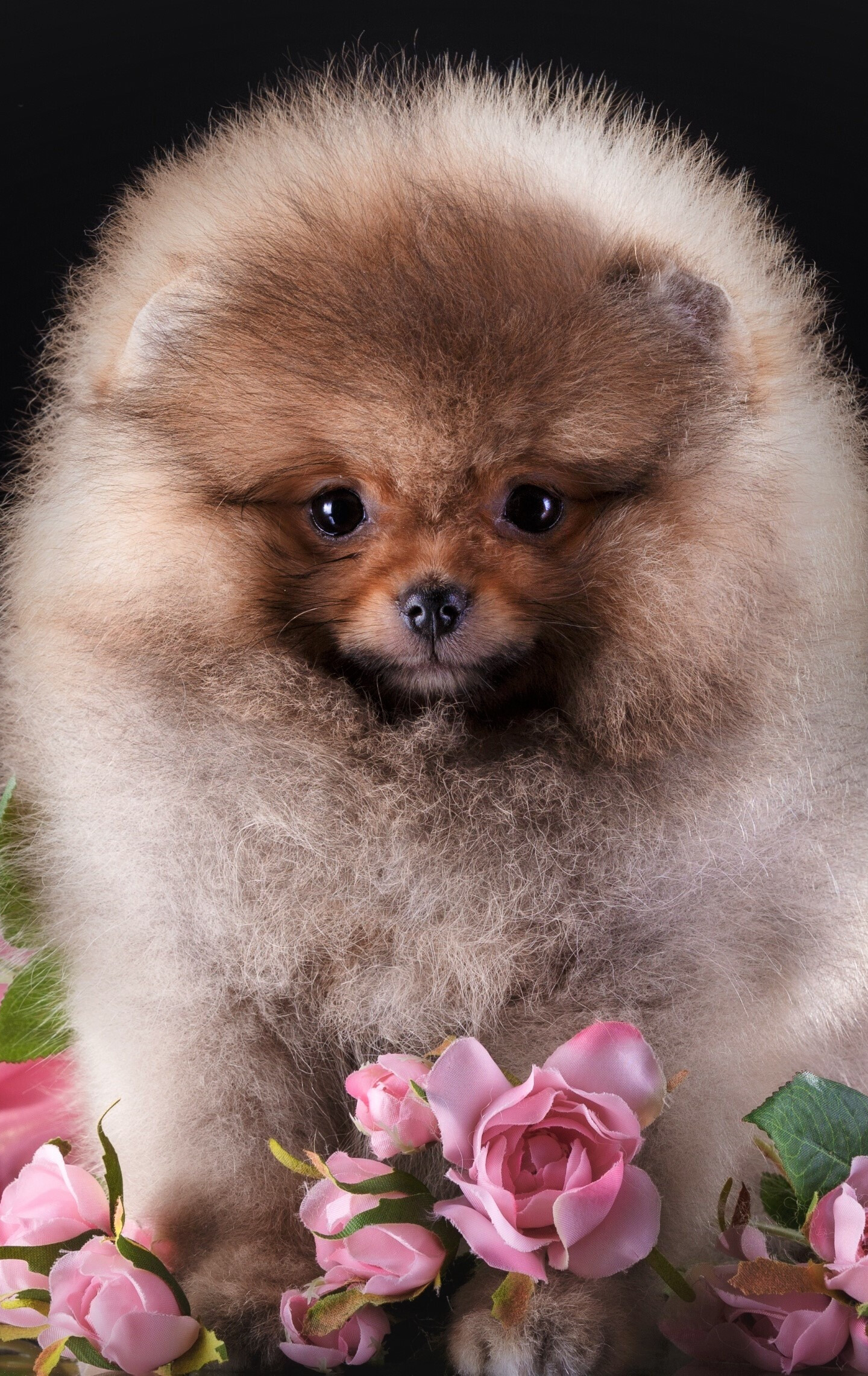 Pomeranian: Spitz, Cute dog, Furry, Animal, A small but energetic breed of dog. 1440x2290 HD Wallpaper.