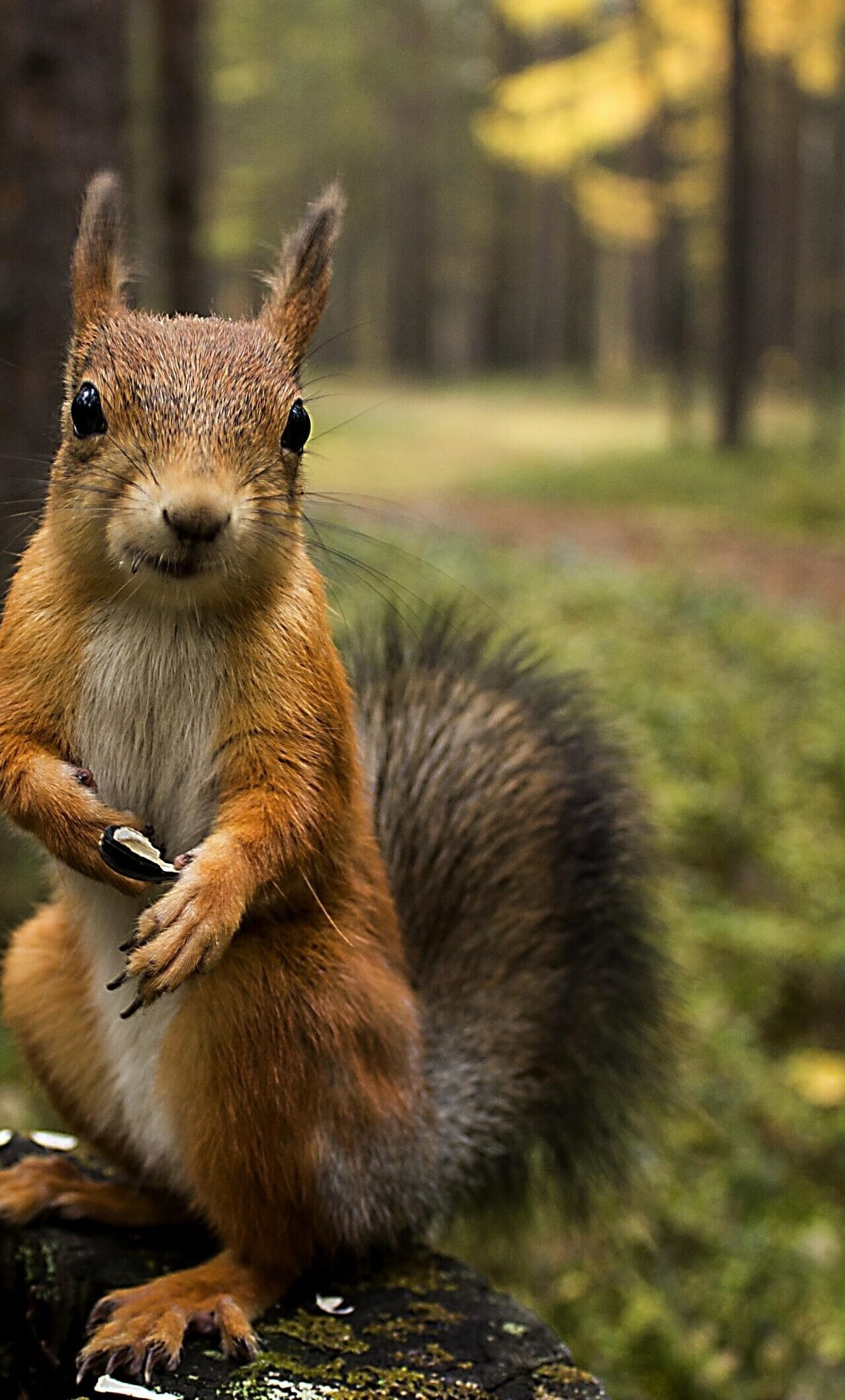 Squirrel: Rodent species, Can be found on every continent except Australia and Antarctica. 1280x2120 HD Background.