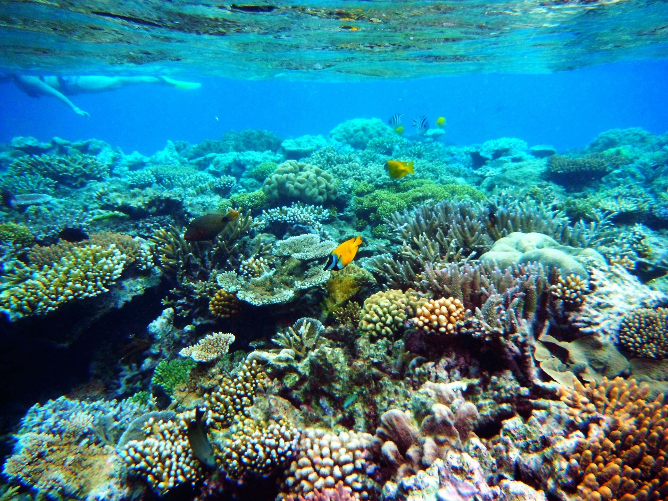 Great Barrier Reef: Coral reefs off the coast of Queensland, Australia,  Underwater ecosystem. 2600x1950 HD Background.