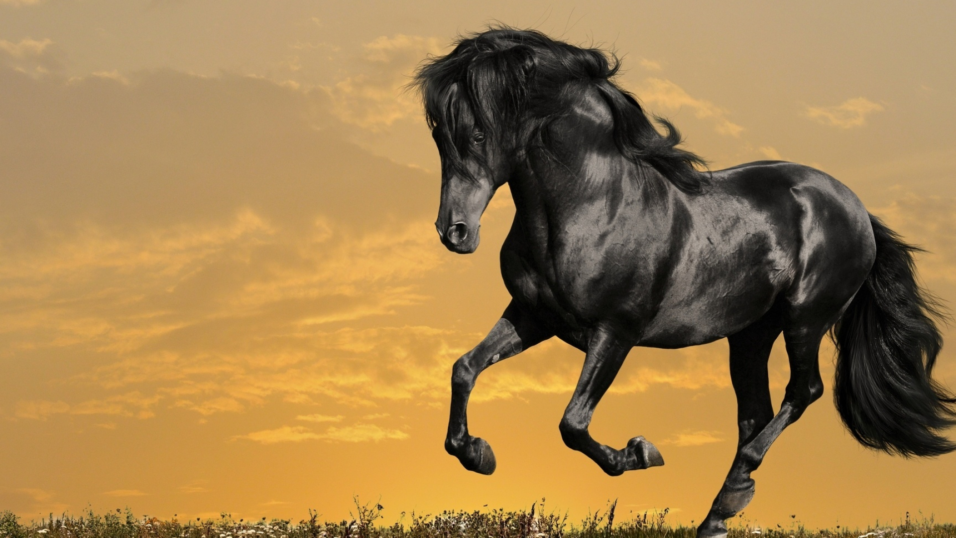 Horse: Mustang, Hardy naturalized horses of U.S. western plains. 1920x1080 Full HD Wallpaper.
