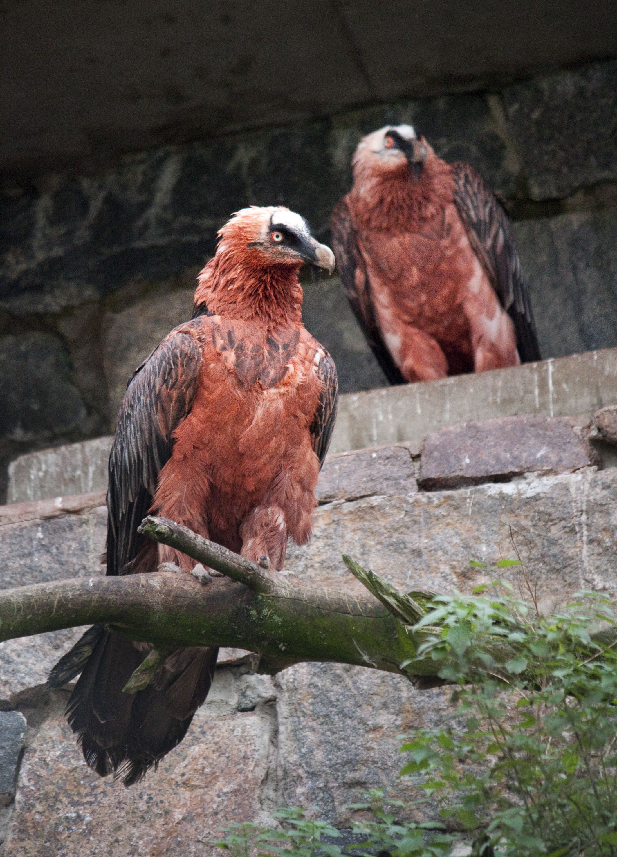 Bearded Vulture, Google search, Animals wild pet birds, Bearded Vulture, 2130x2960 HD Handy