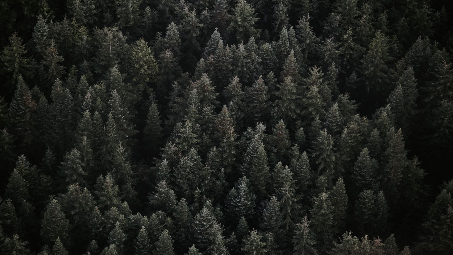 Spruce forest, Breathtaking landscapes, Majestic trees, Tranquil scenery, 1920x1080 Full HD Desktop