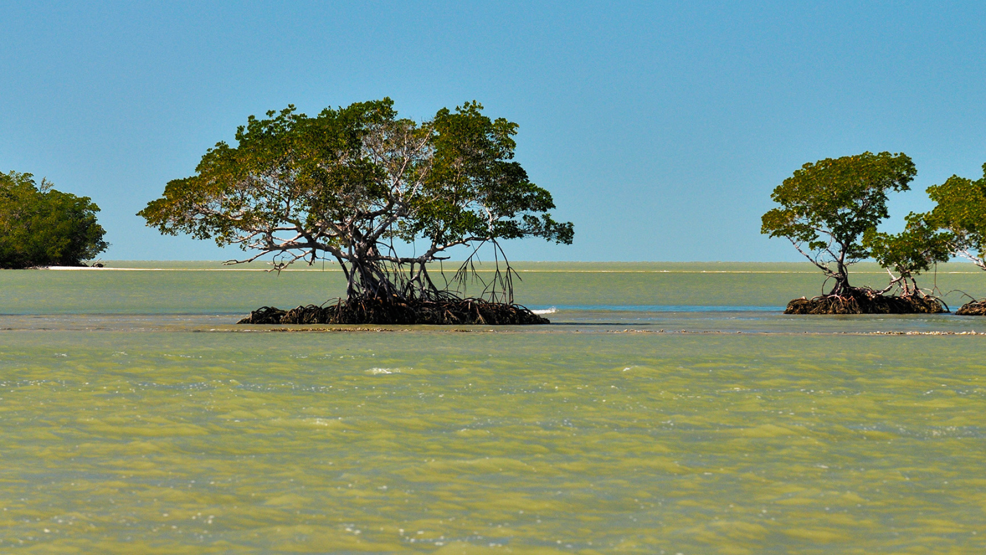 Everglades National Park, Gulf coast area, Pristine beauty, Spectacular landscapes, 1920x1080 Full HD Desktop