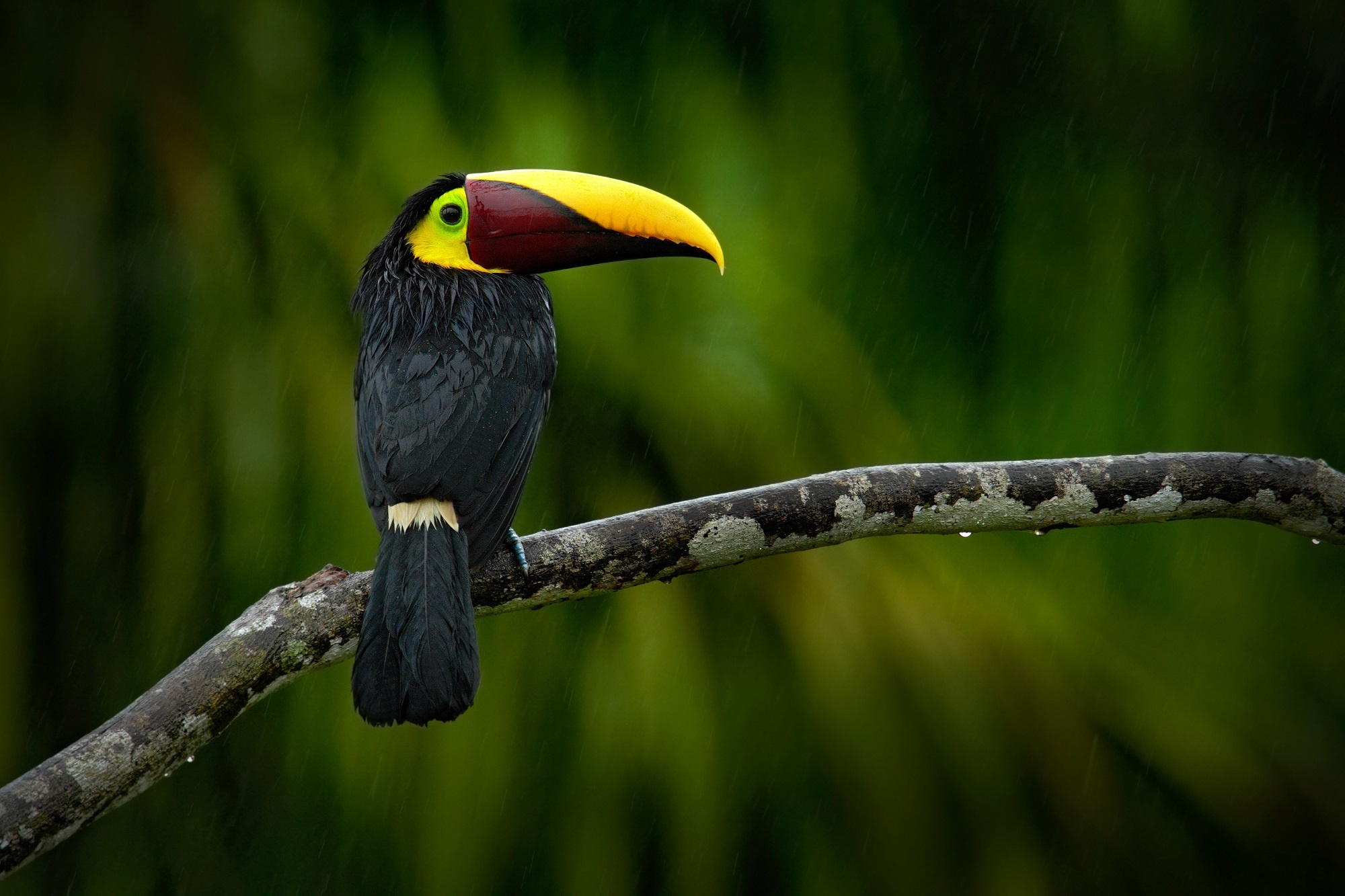 Vibrant plumage, Beautiful creature, Natural habitat, Wildlife photography, 2000x1340 HD Desktop