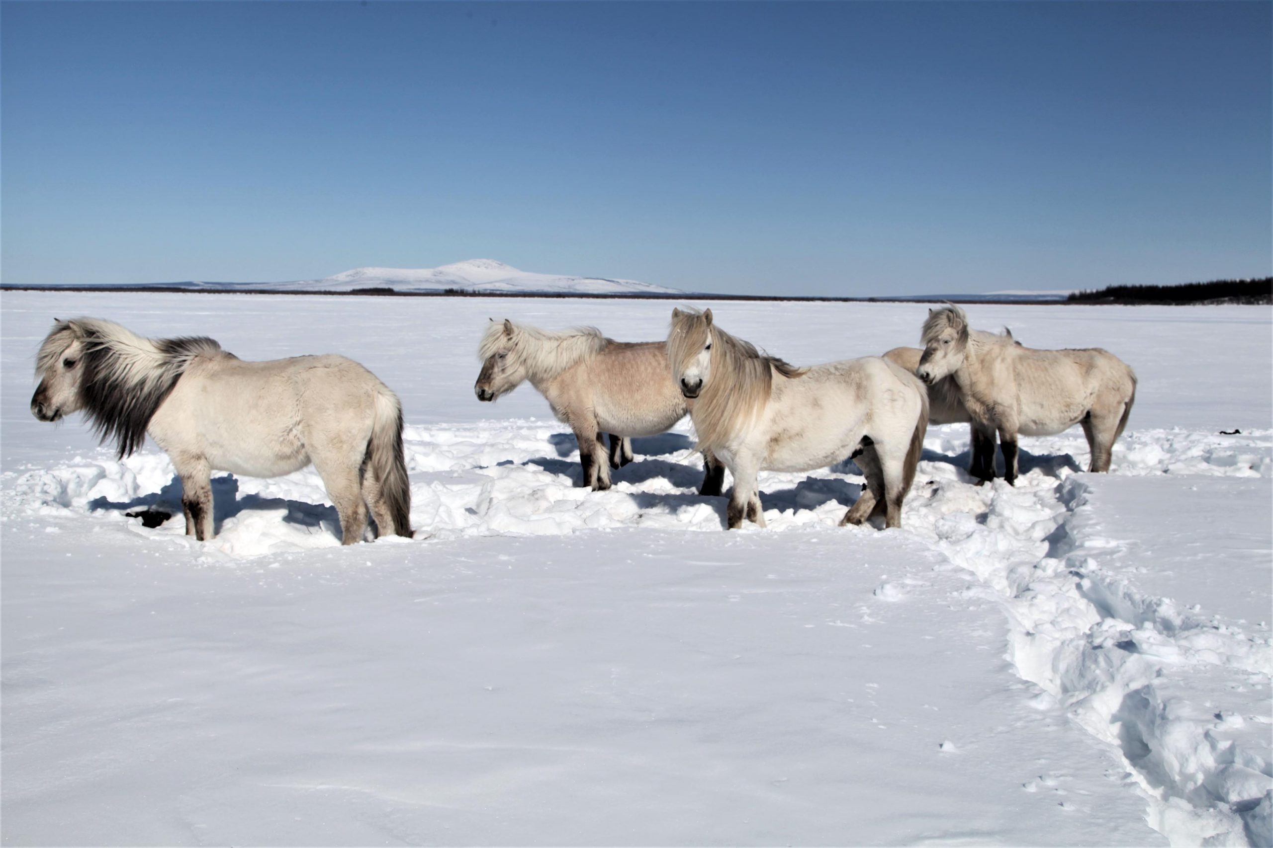 Horses in the snow, Climate change impact, Permafrost preservation, Ecosystem protection, 2560x1710 HD Desktop