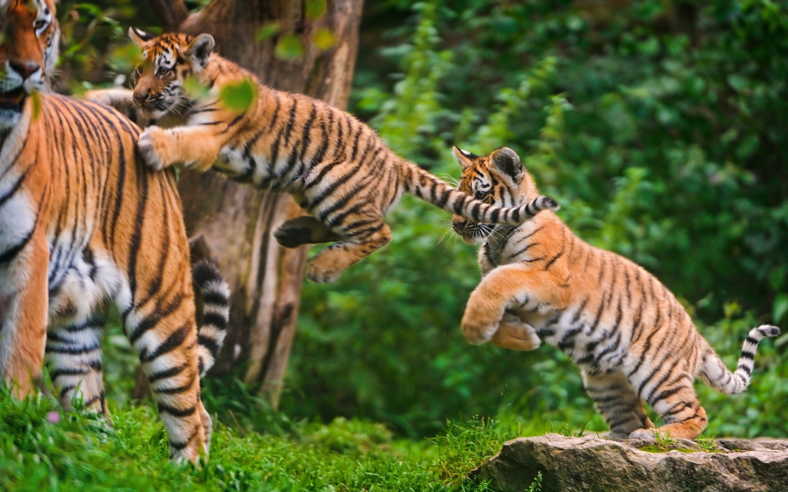 Tiger Cub: Its pelage coloration varies between shades of orange with a white underside and distinctive vertical black stripes. 2560x1600 HD Background.