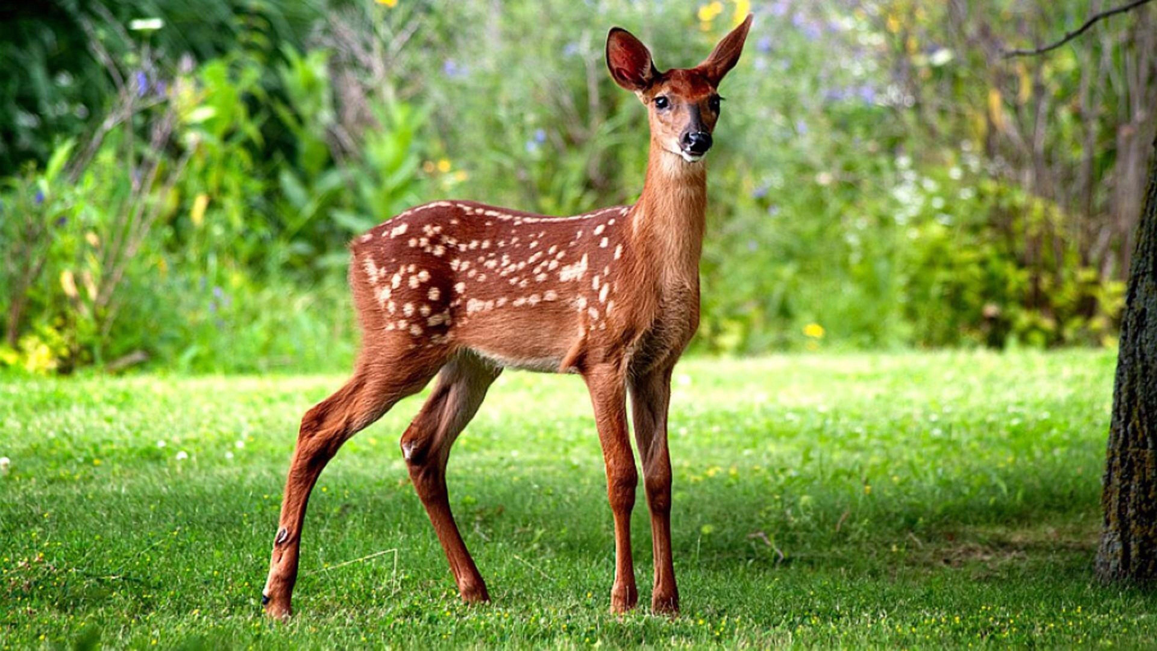 Wild deer closeup, Wildlife beauty, Majestic creature, Nature's wonder, 3840x2160 4K Desktop