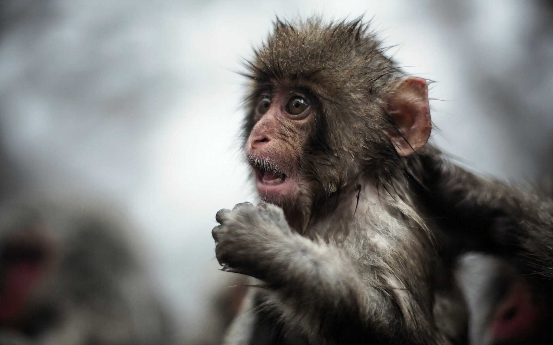 Ape: Primate, Vertebrate, Mammal, Macaque, Terrestrial animal. 1920x1200 HD Wallpaper.