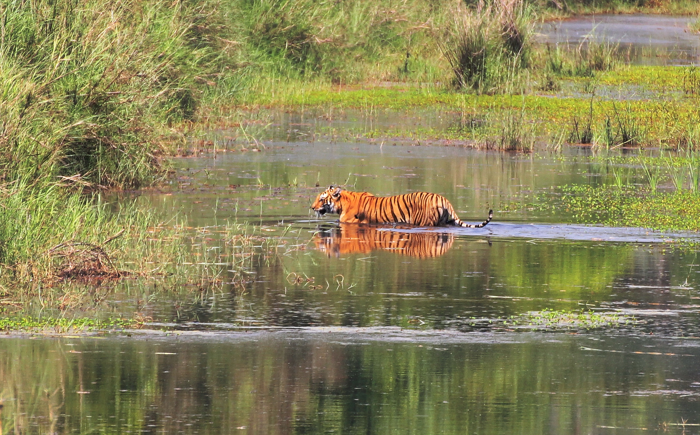 Chitwan National Park, Jungle tigers, Rhinos, 2360x1470 HD Desktop