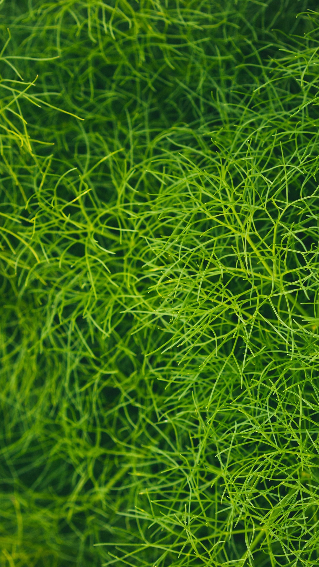 Grass close up top view photography, Macro wallpapers, Detailed textures, Organic patterns, 1080x1920 Full HD Phone