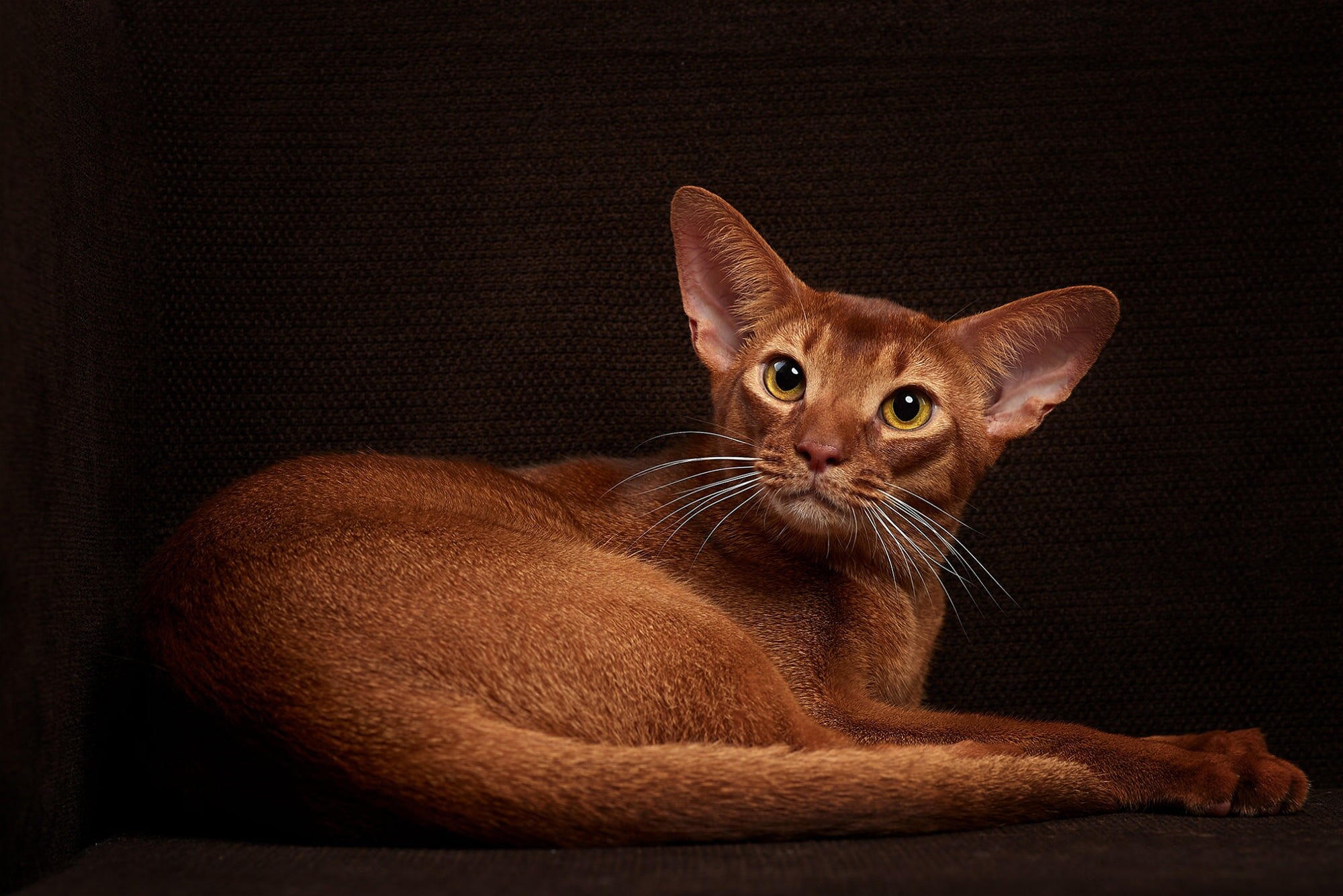 Abyssinian: A slender, fine-boned, medium-sized cat. 2000x1340 HD Background.