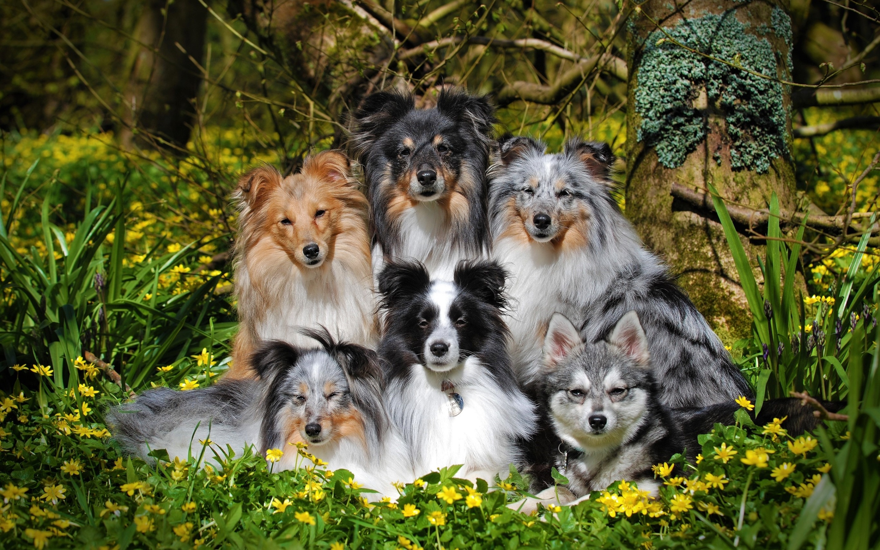 Shetland Sheepdogs, Family companions, Sheltie love, Loyal pets, 2880x1800 HD Desktop