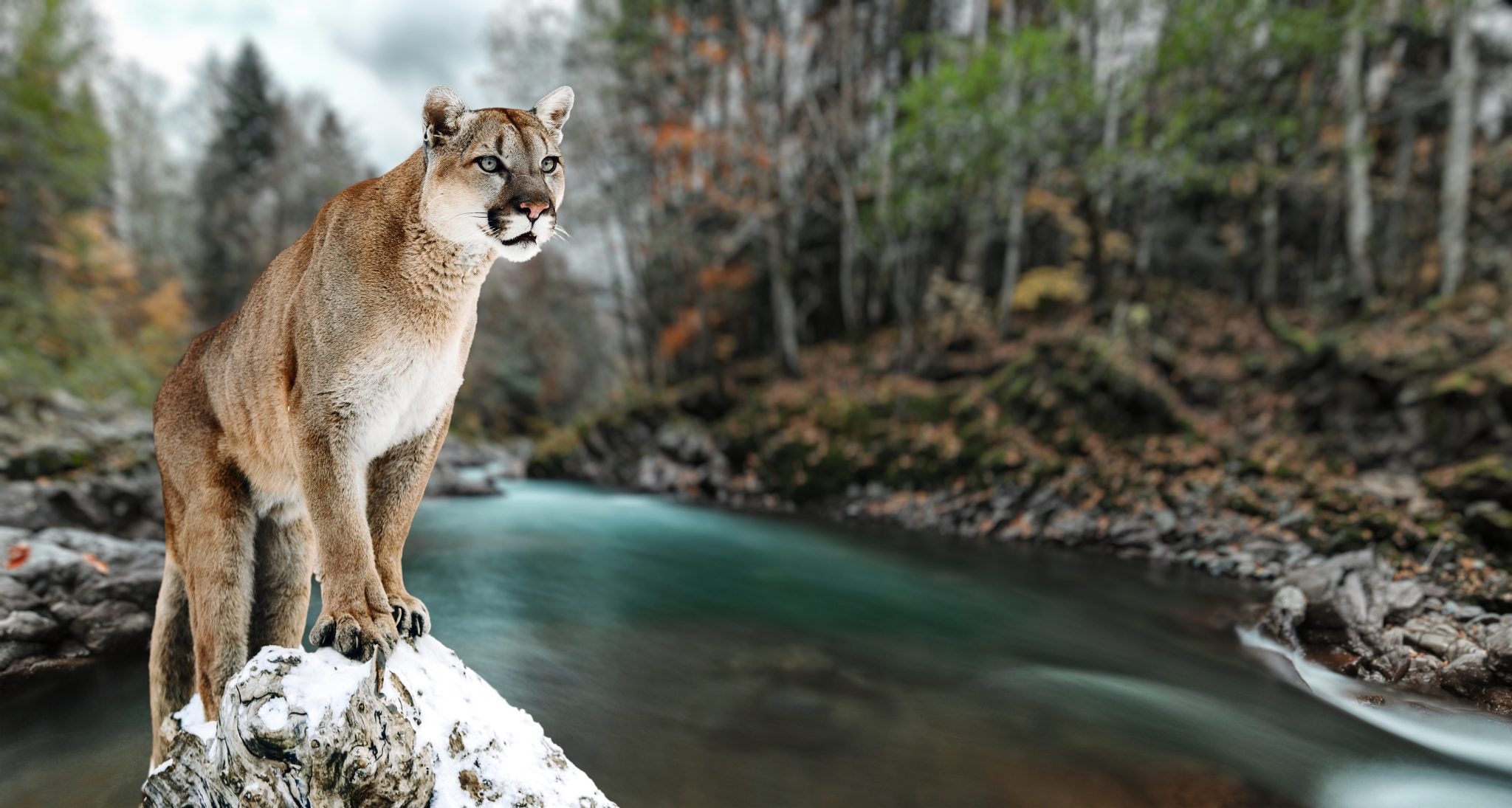 Mountain lion, Fascinating facts, Natural habitat, Diverse diet, 2050x1100 HD Desktop
