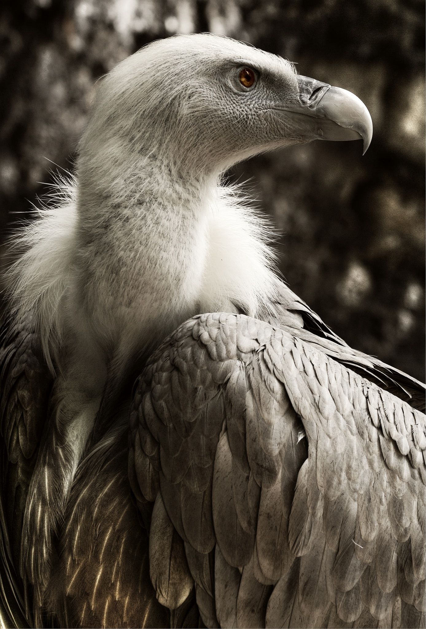 Griffon (Bird): A scavenger, The white-backed vulture, A typical vulture, with only down feathers on the head and neck. 1390x2050 HD Wallpaper.