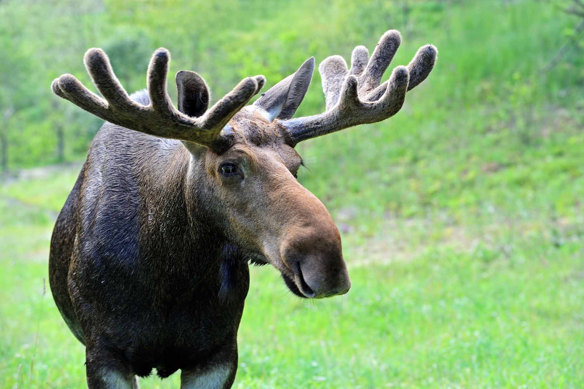 The Canadian moose, National symbol, Wildlife encyclopedia, Mighty creature, 2000x1340 HD Desktop