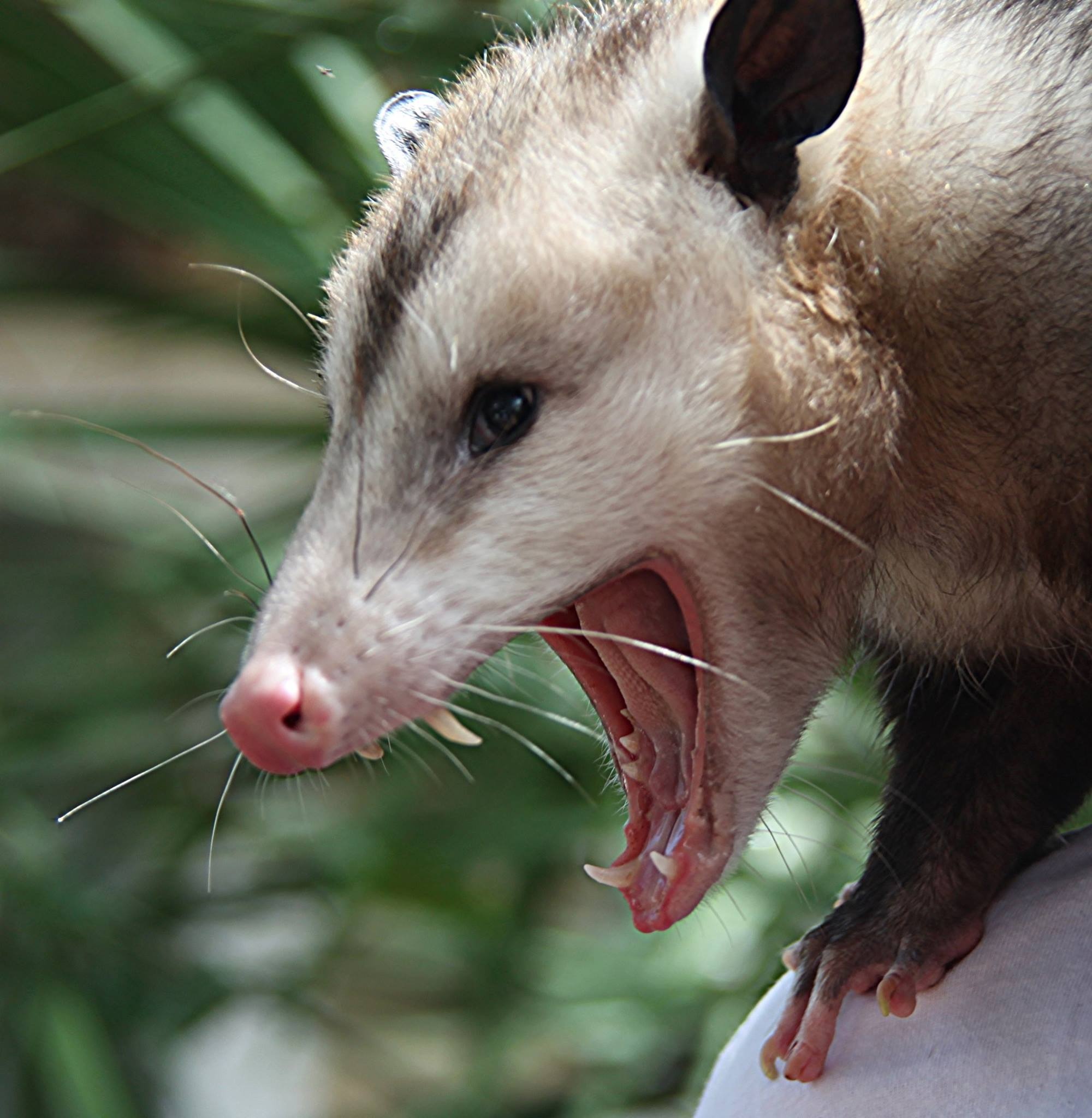 Opossum, Close-up shots, Furry mammals, Natural world wonders, 2000x2050 HD Phone