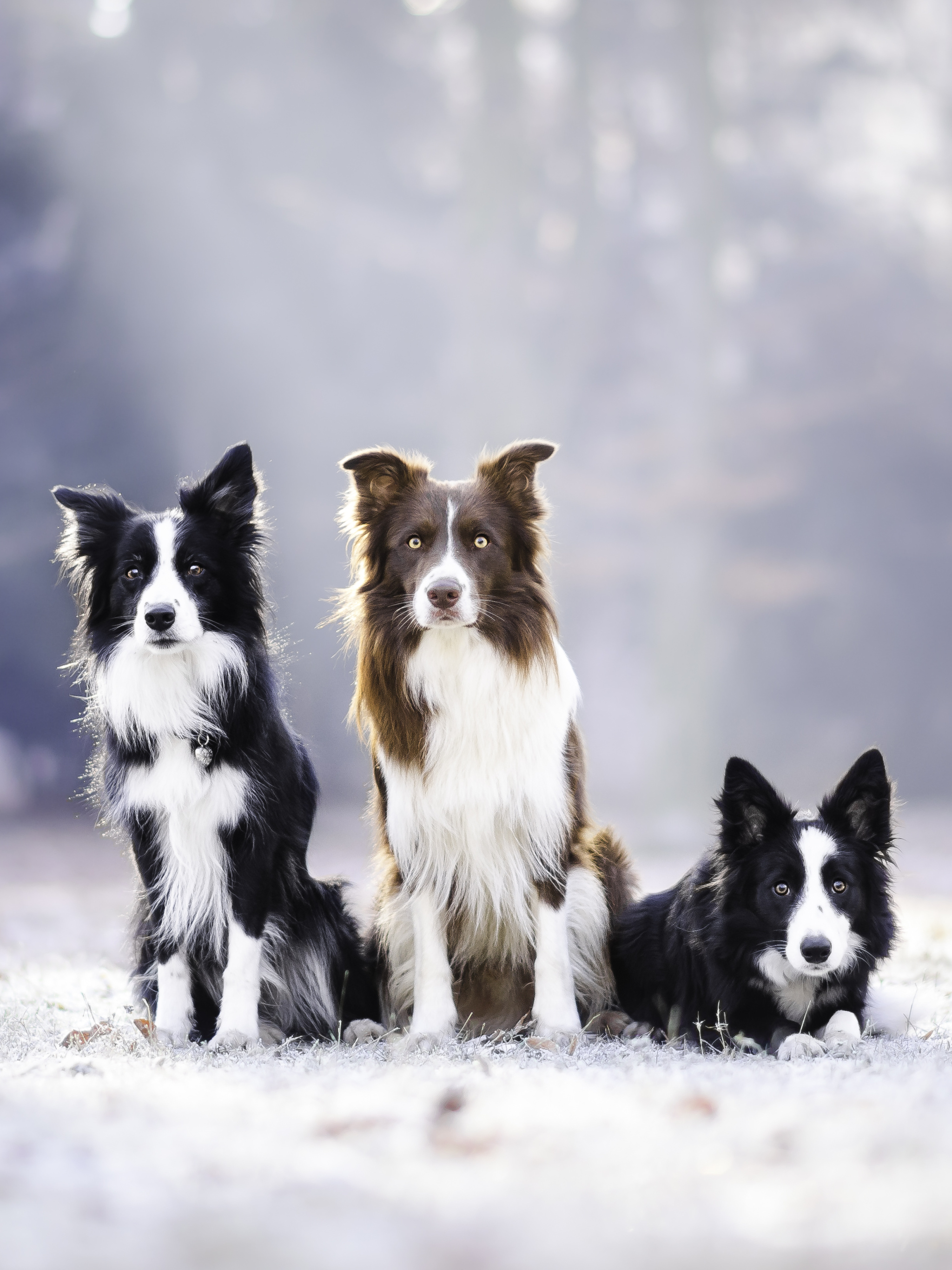 Animal, Border Collie, Loyal companions, Energetic dogs, 2050x2740 HD Phone