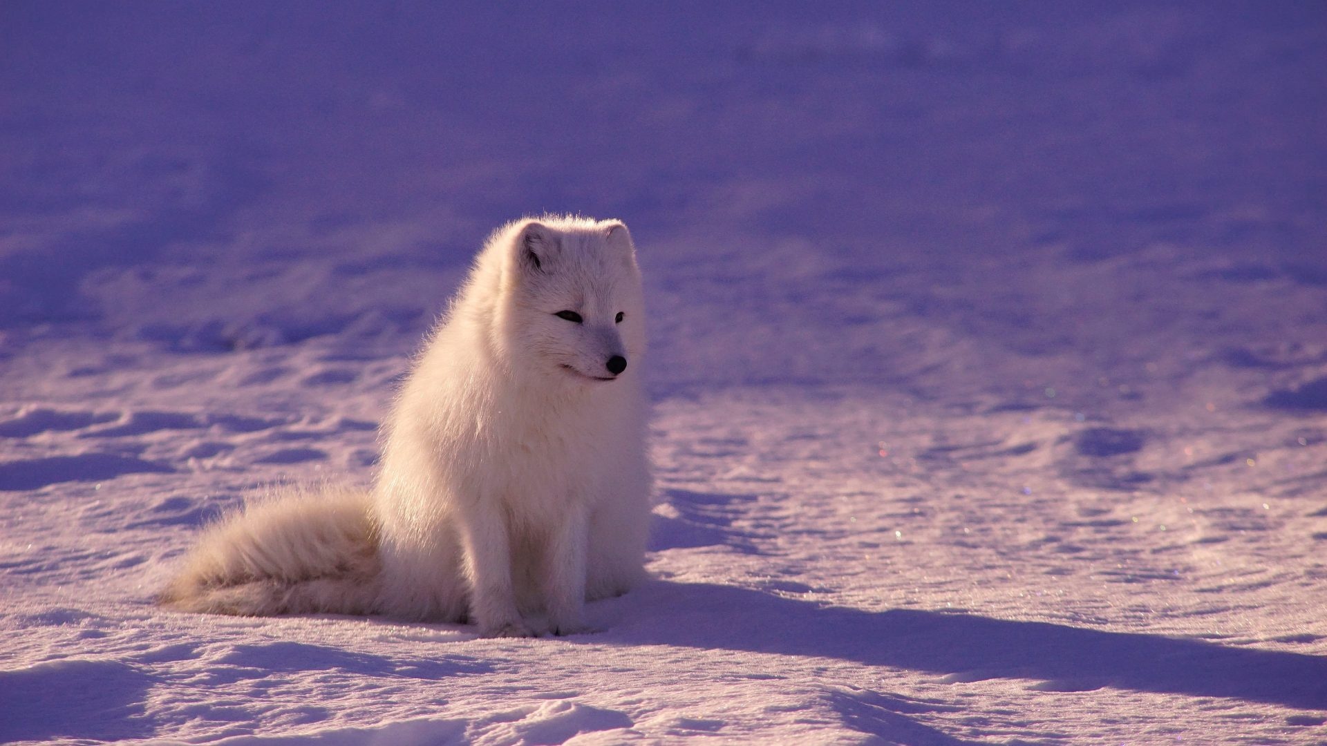 Arctic fox, High definition, High resolution, Striking visuals, 1920x1080 Full HD Desktop