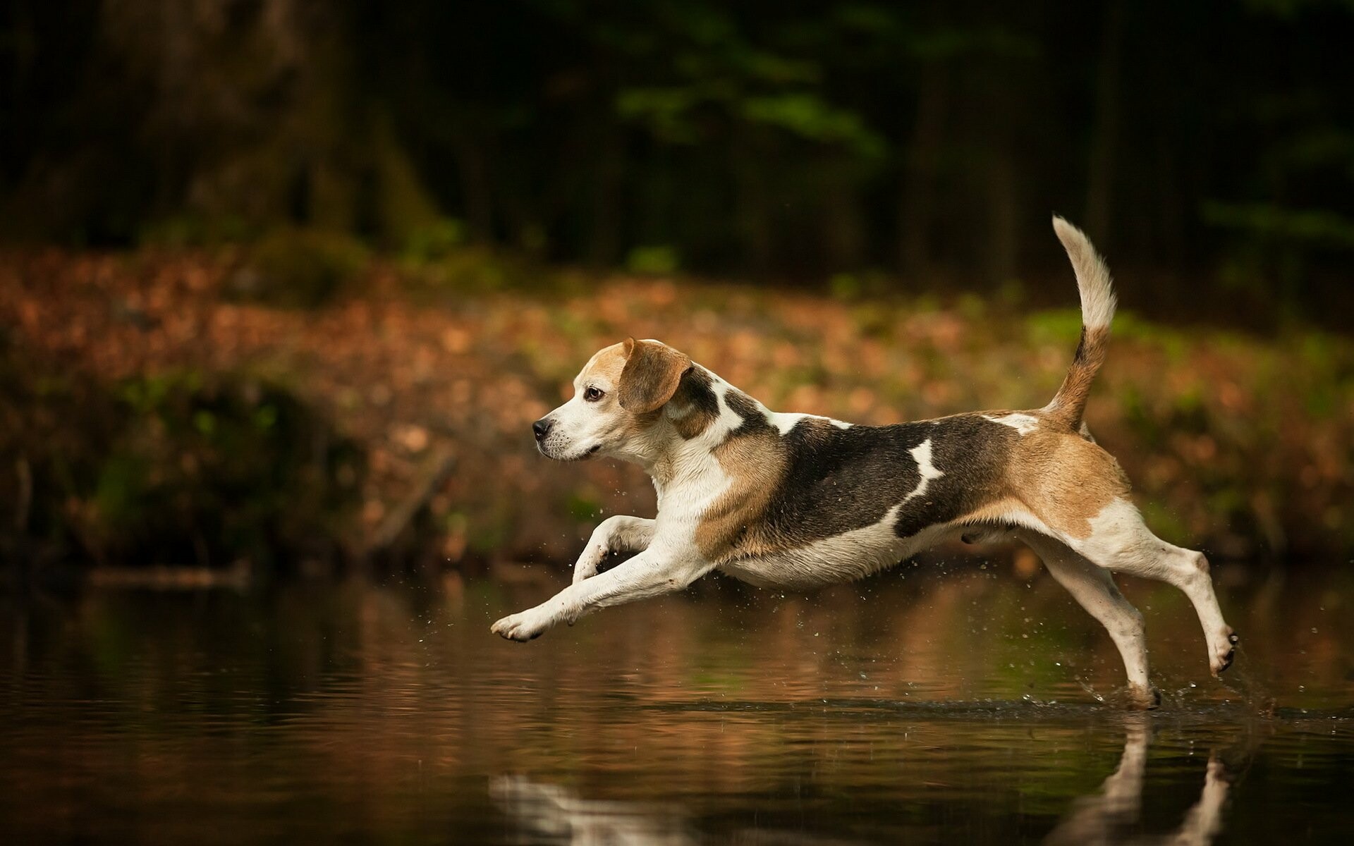 Beagle: The dog breed most often used in animal testing, Mammal. 1920x1200 HD Wallpaper.