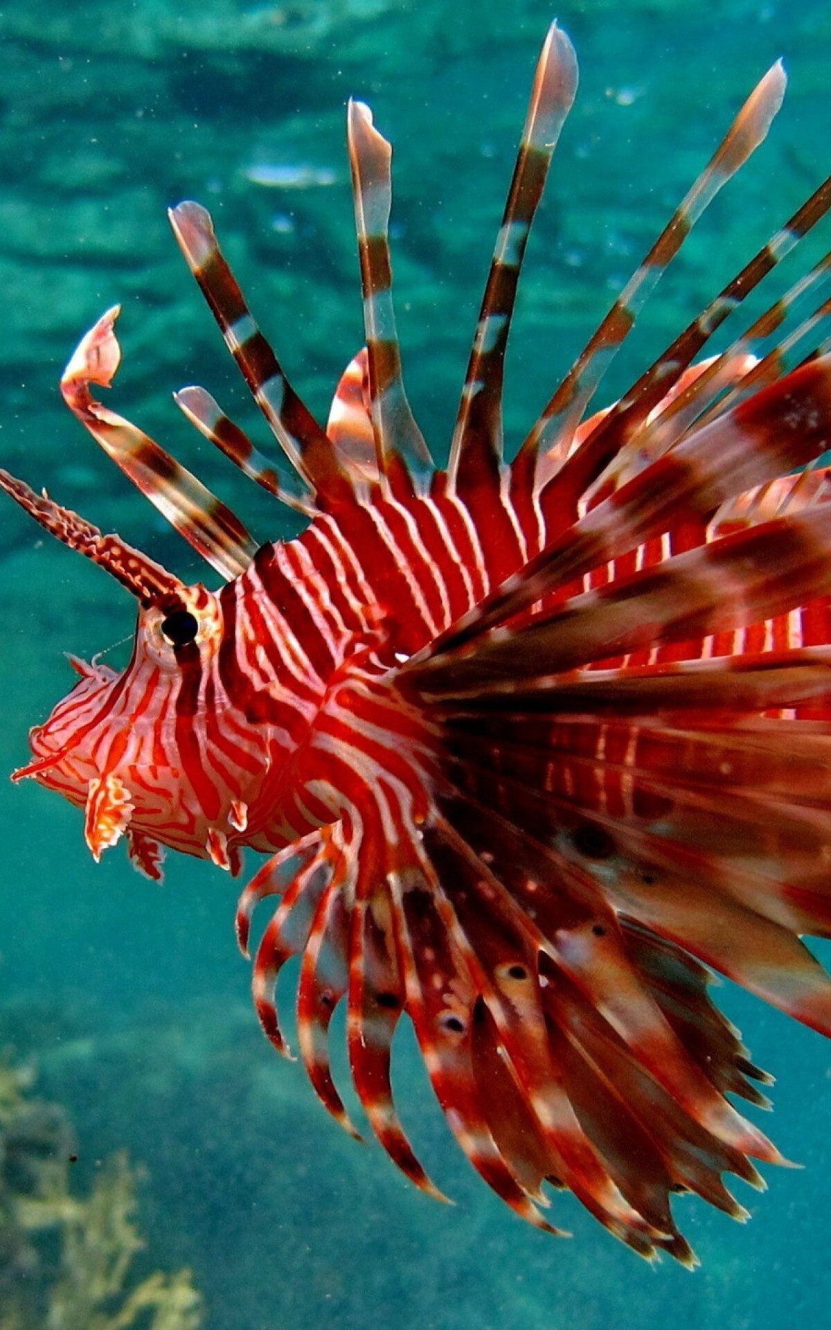 Fish: Red lionfish, Native to the Indo-Pacific region. 1200x1920 HD Background.
