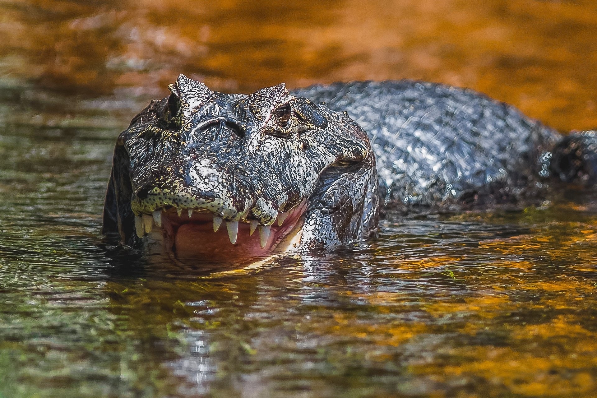 Alligator, Animal close-up, Reptile skin, Aquatic creature, 1920x1280 HD Desktop