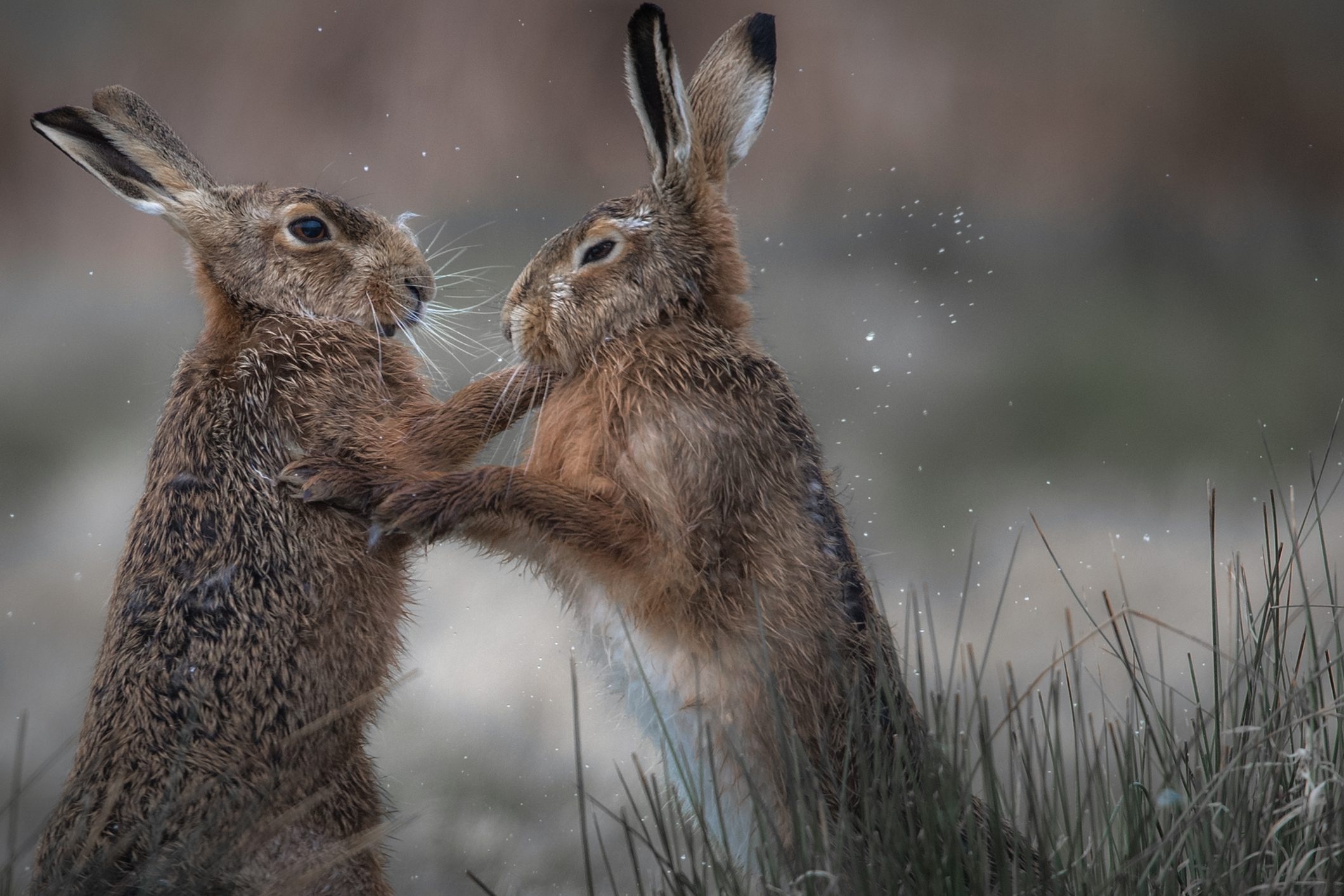 Mad March hares, Boxing behavior, UK's best places, Nature's spectacle, 2120x1420 HD Desktop
