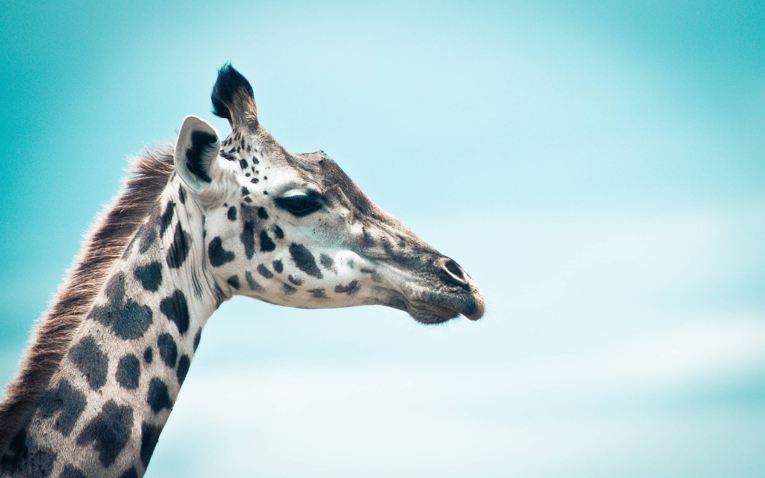 Giraffe: Lives primarily in savanna areas in the sub-Saharan region of Africa. 2560x1600 HD Background.