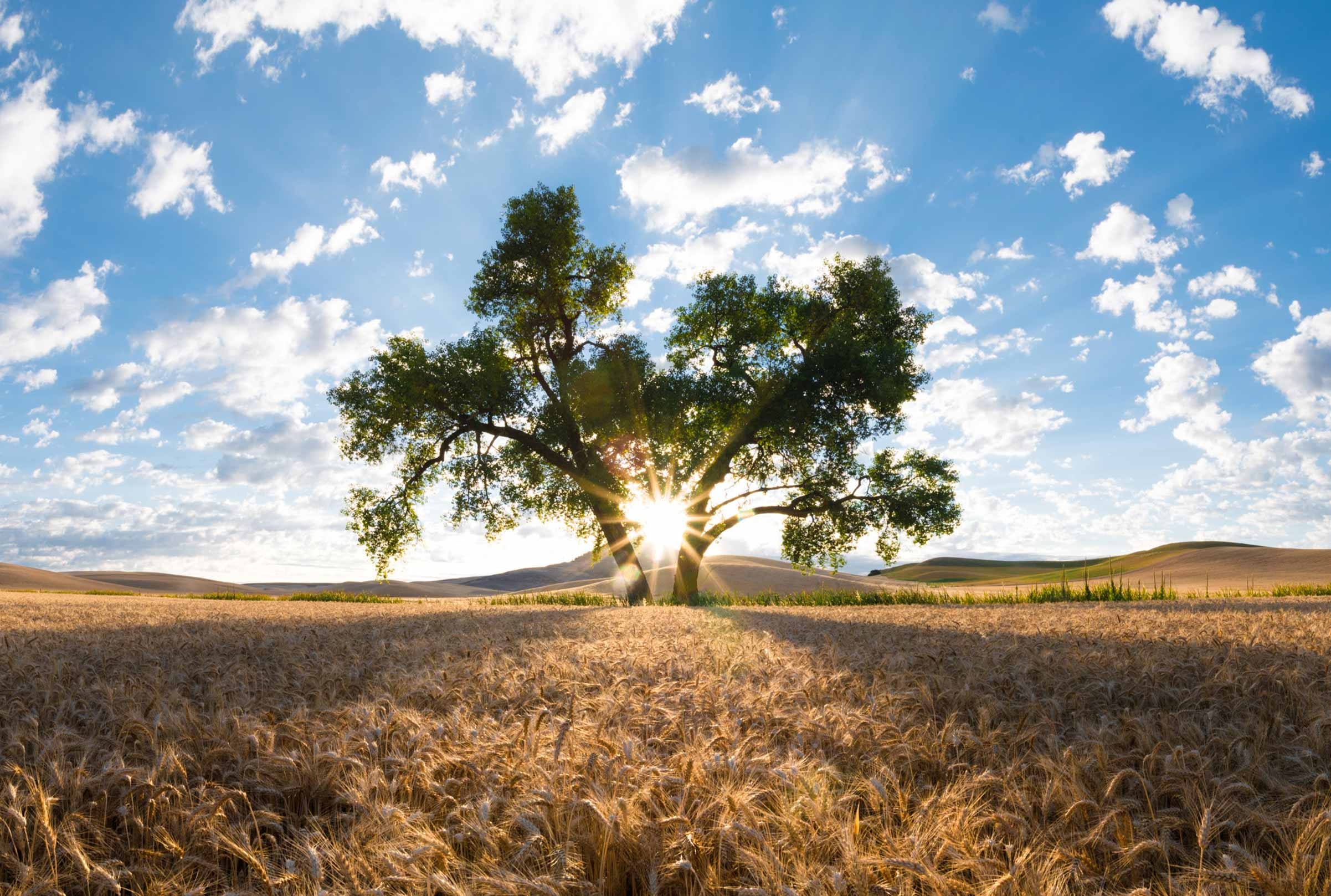 Oak Tree, Palouse fields, Oak tree, Beautiful scenery, 2410x1620 HD Desktop