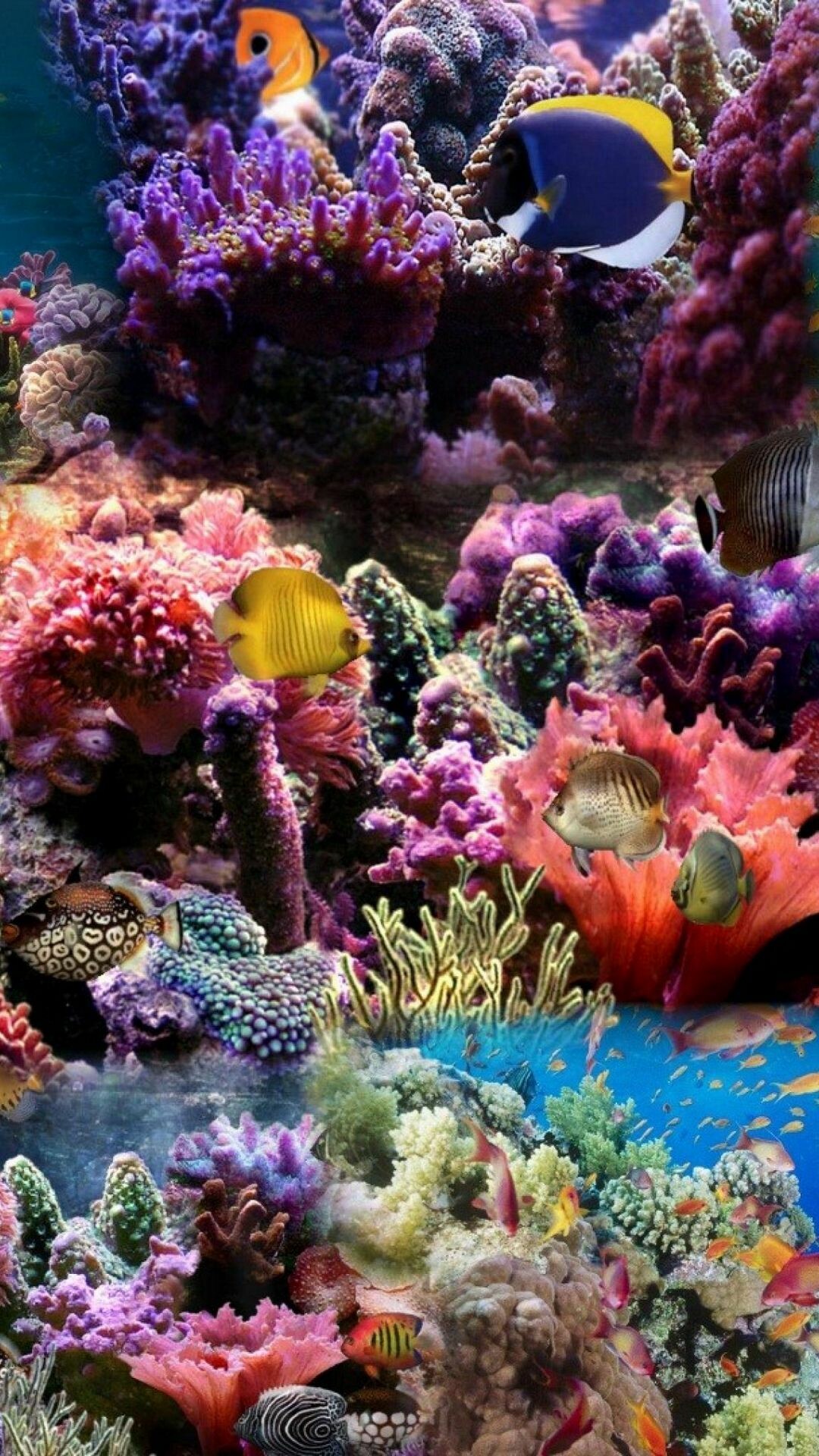 Coral Reef: Corals live with algae in a type of relationship called symbiosis. 1080x1920 Full HD Background.
