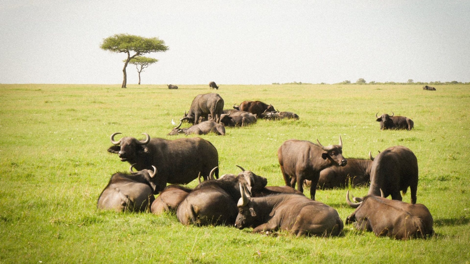 Kenyan adventures, Safari tours, Cultural experiences, Natural beauty, 1920x1080 Full HD Desktop