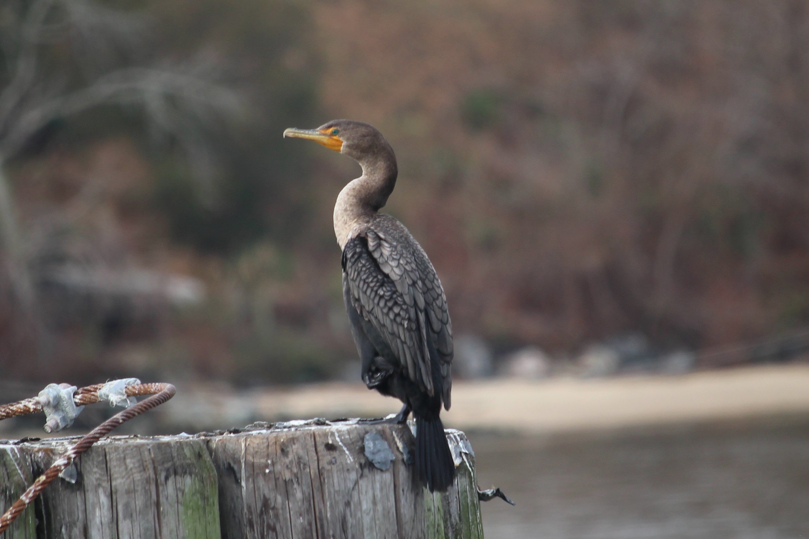 In search of cormorant, Nature exploration, Feathered quest, Avian grace, 2650x1770 HD Desktop