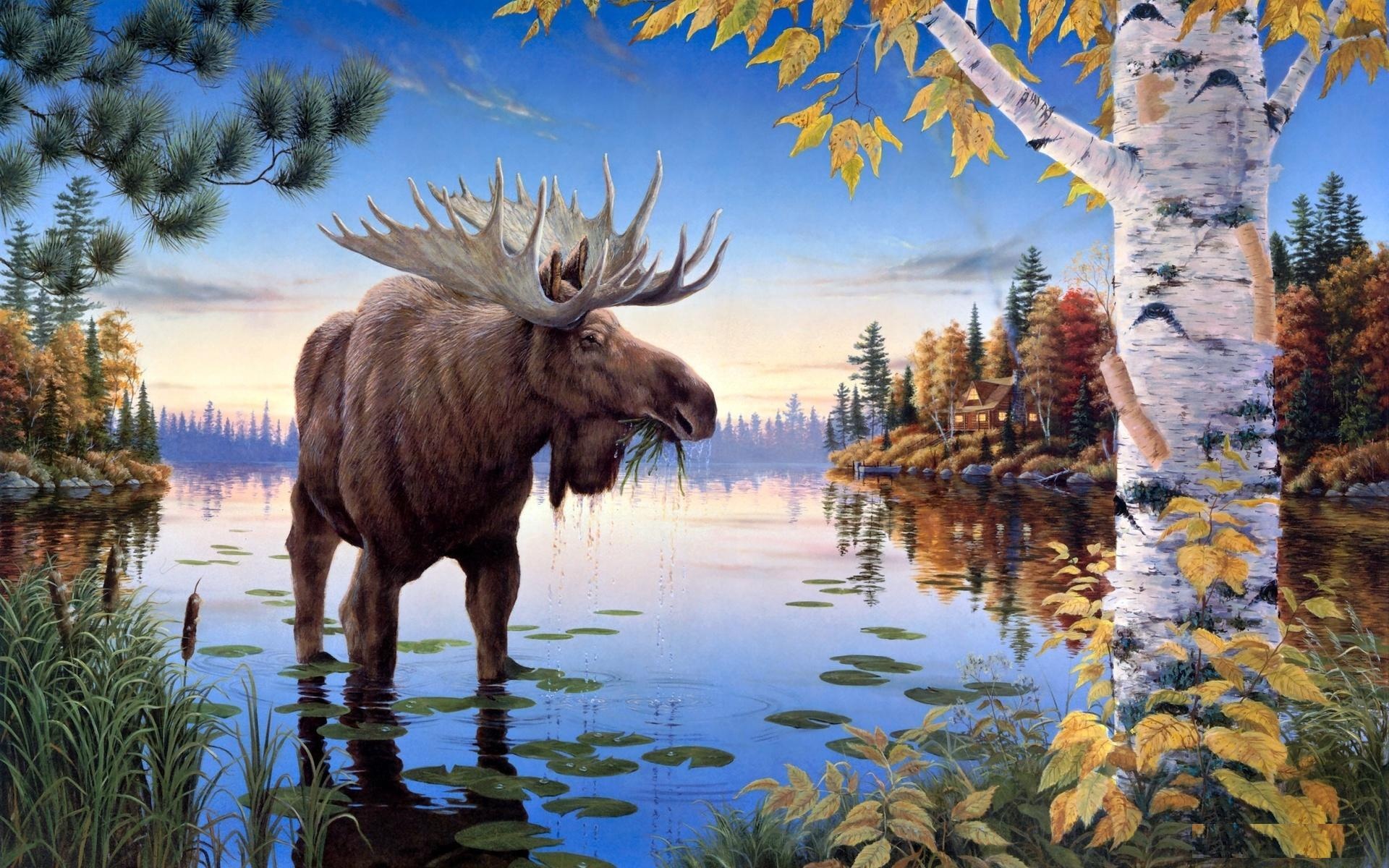 HD moose wallpapers, Cool nature photos, Stunning backgrounds, Wallpaper inspiration, 1920x1200 HD Desktop